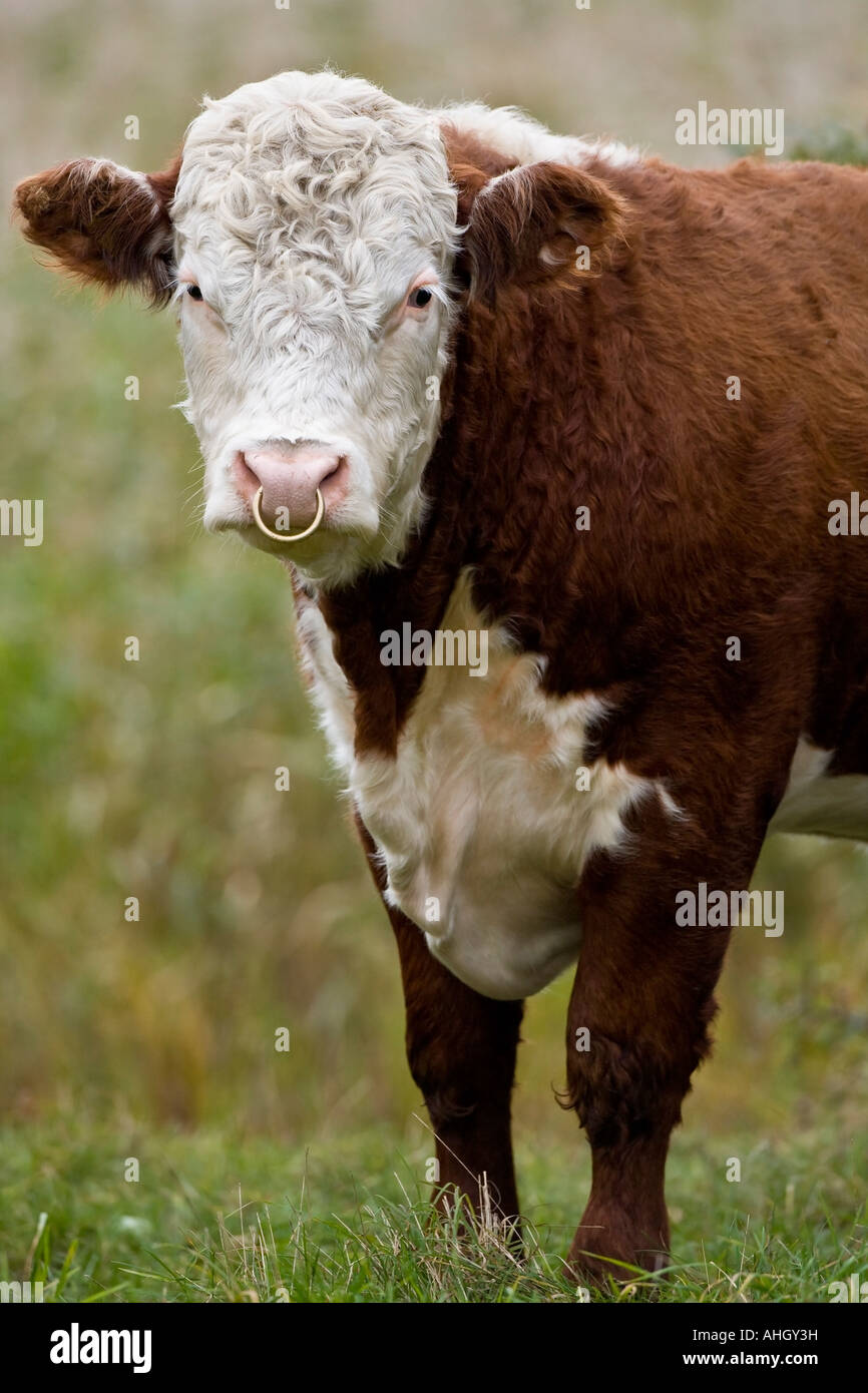 Hereford bull head hi-res stock photography and images - Alamy