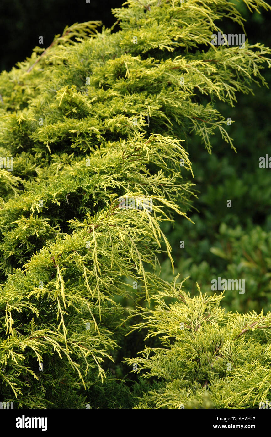 Juniperus x media Gold Sovereign Stock Photo