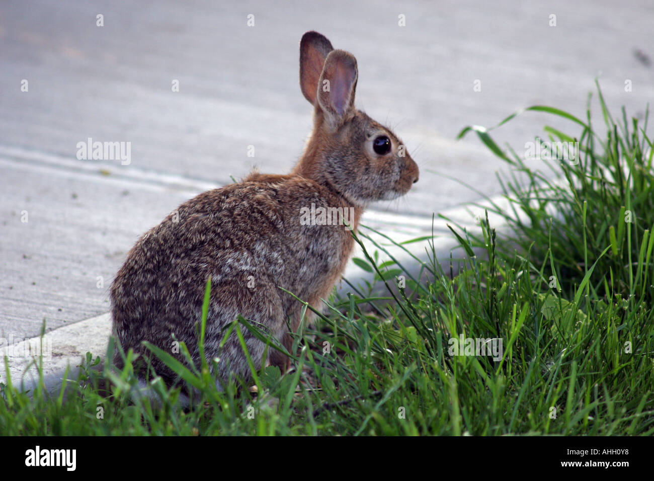Cottontail Rabbit Stock Photo