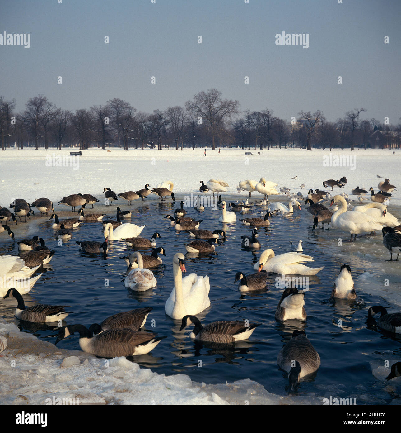 Hyde park birds hi-res stock photography and images - Alamy