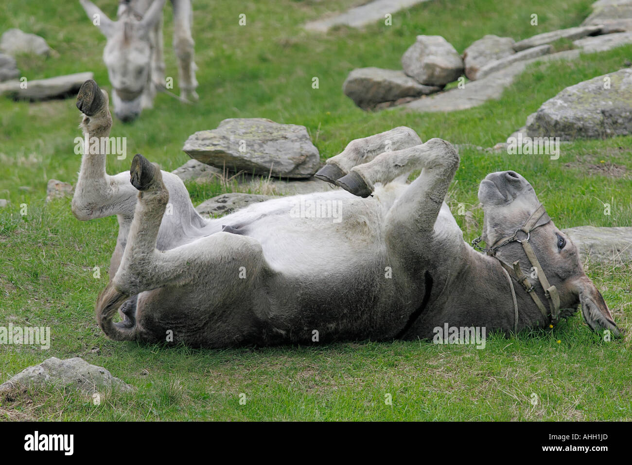 donkey, mule rolling on the ground Stock Photo