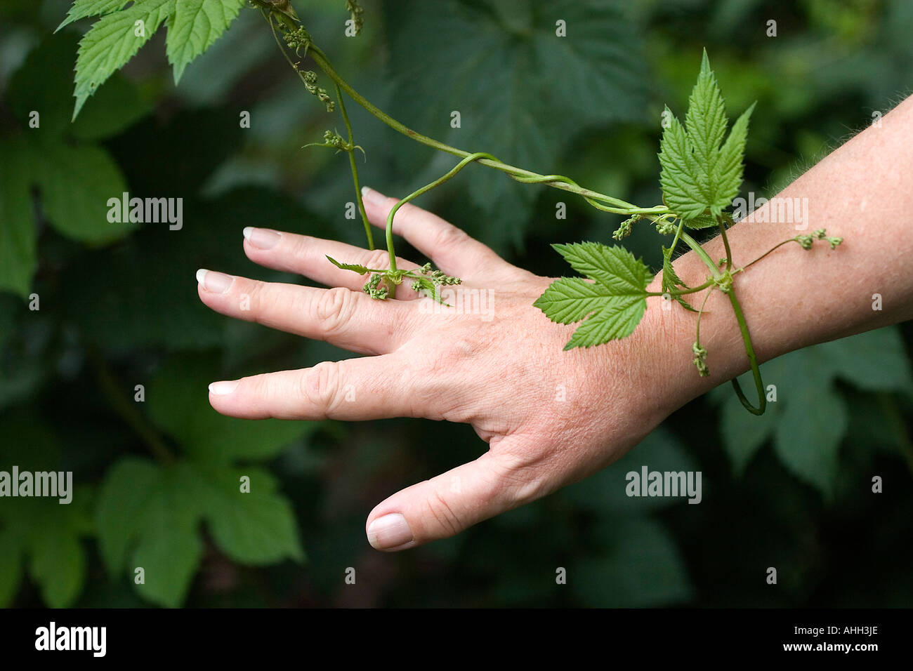 plant entwine the wrist of a woman Stock Photo