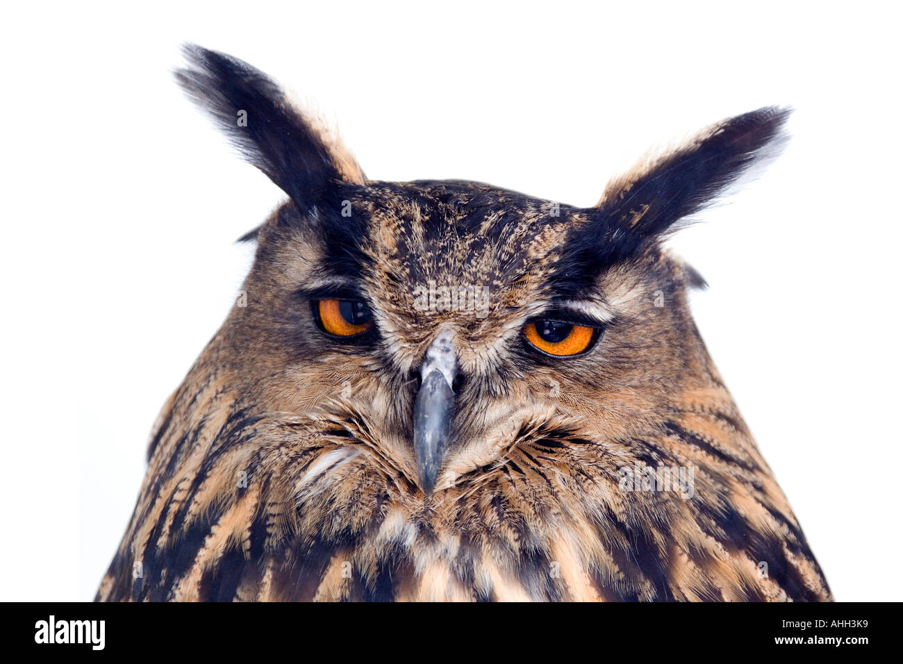 portrait of an owl Stock Photo