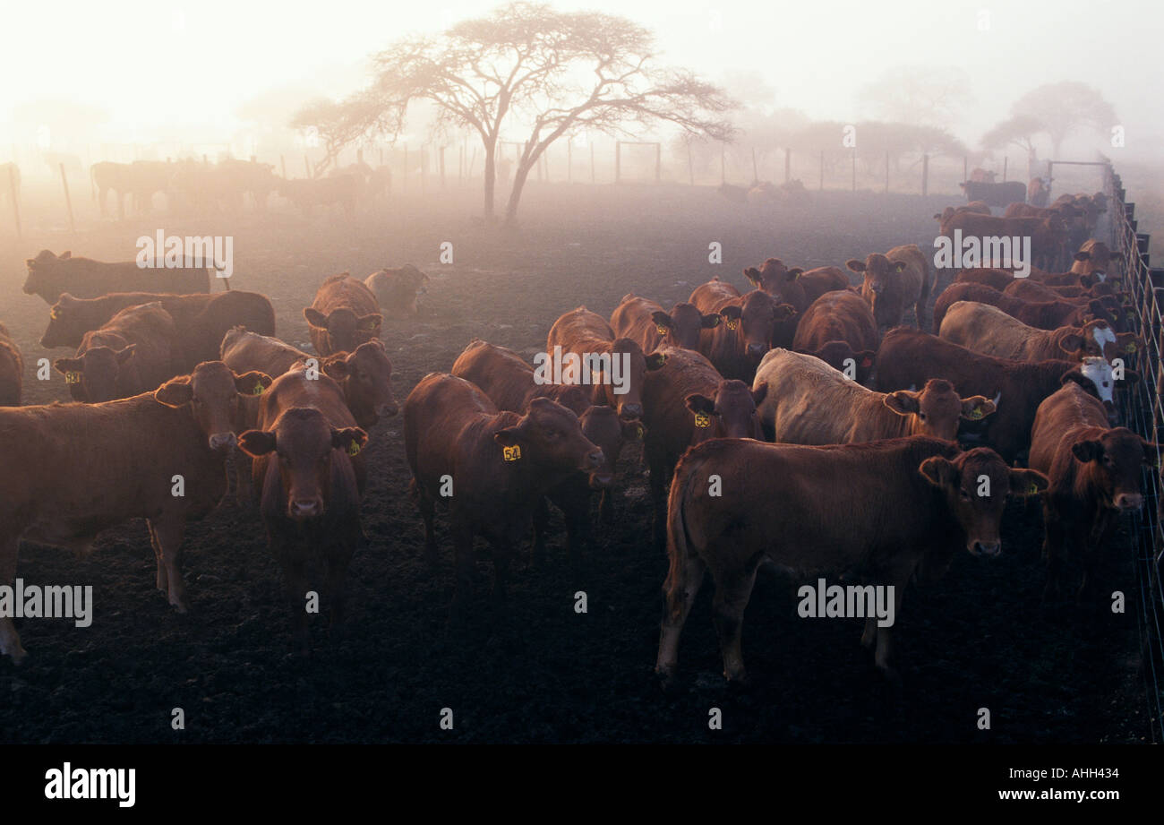 Bonsmara cattle hires stock photography and images Alamy