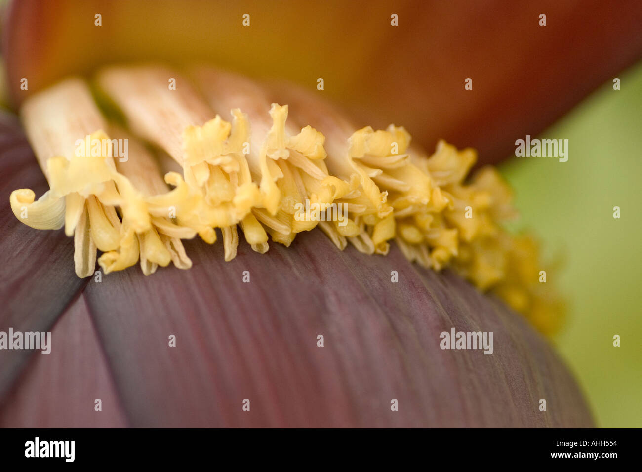Banana flower stem with first clump of developing banana fruits. Banana