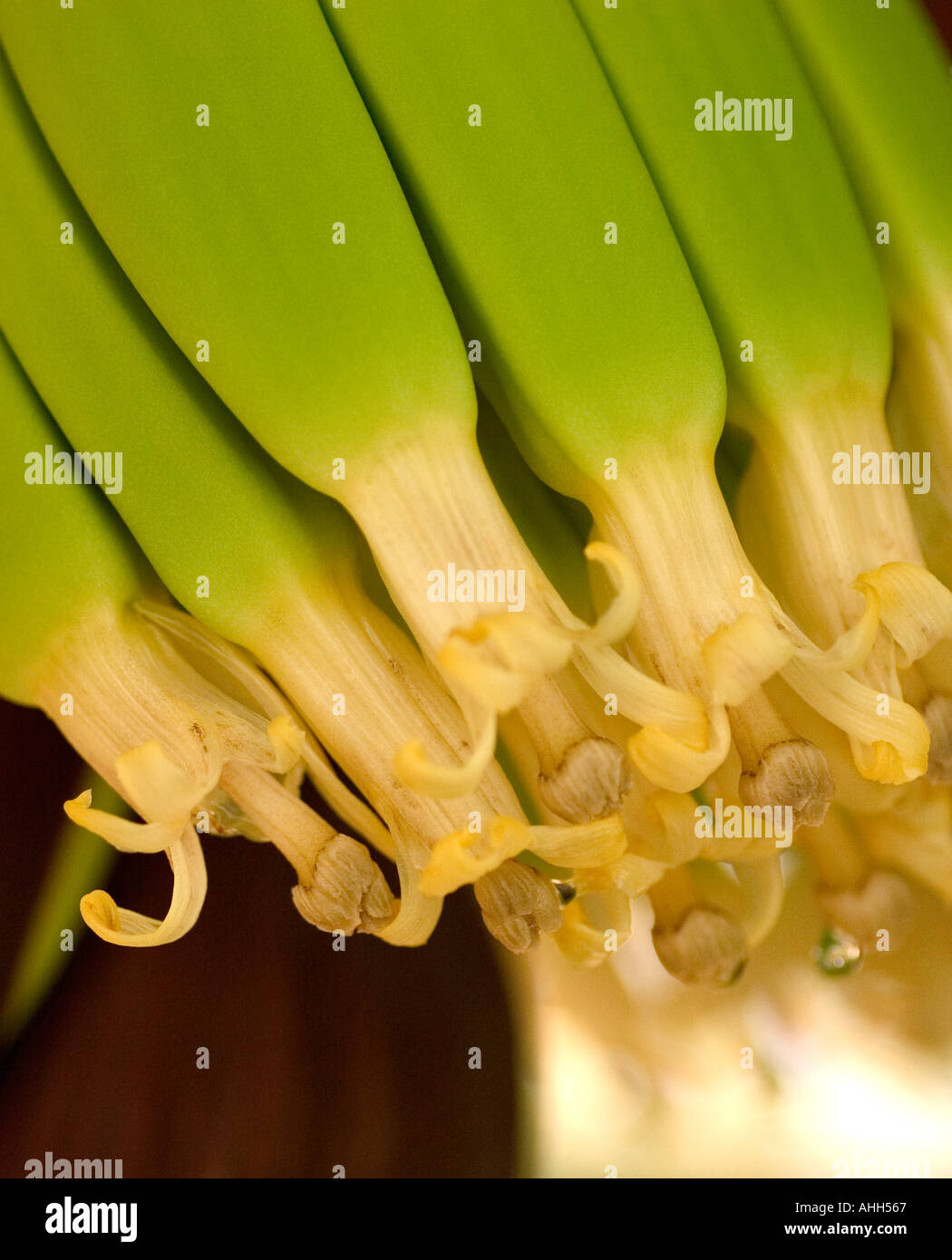 Young green, bananas forming on plant Stock Photo