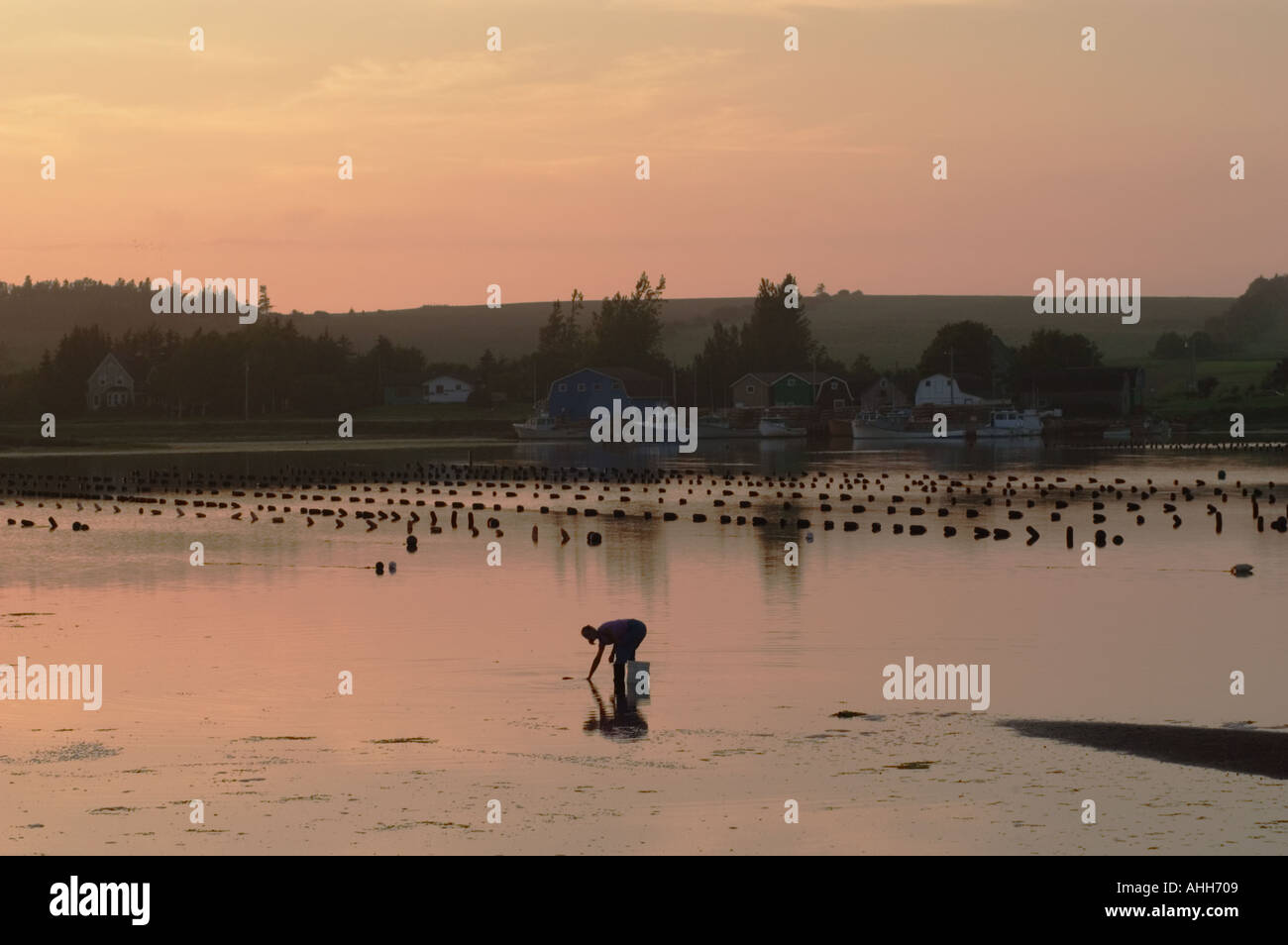 Digging for clams at low tide mussel buoys behind French River Prince Edward Island Canada Stock Photo