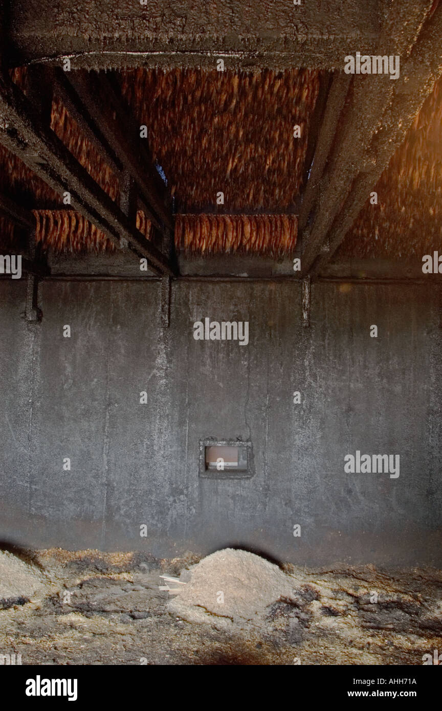 Thousands of herring hang in smokehouse Cap Pele New Brunswick Canada