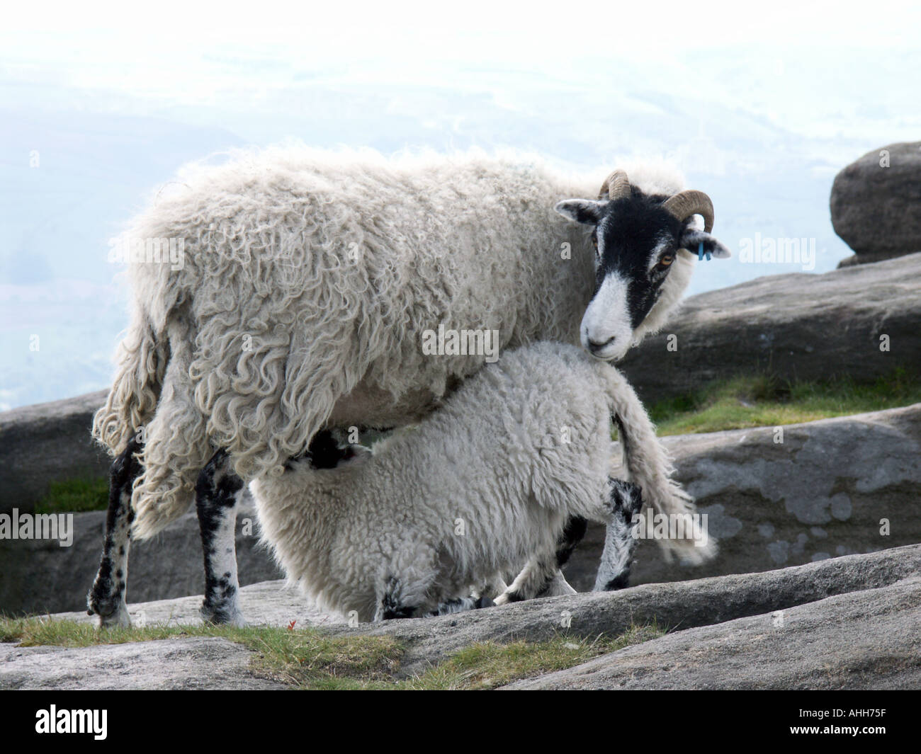 Sheep family Stock Photo