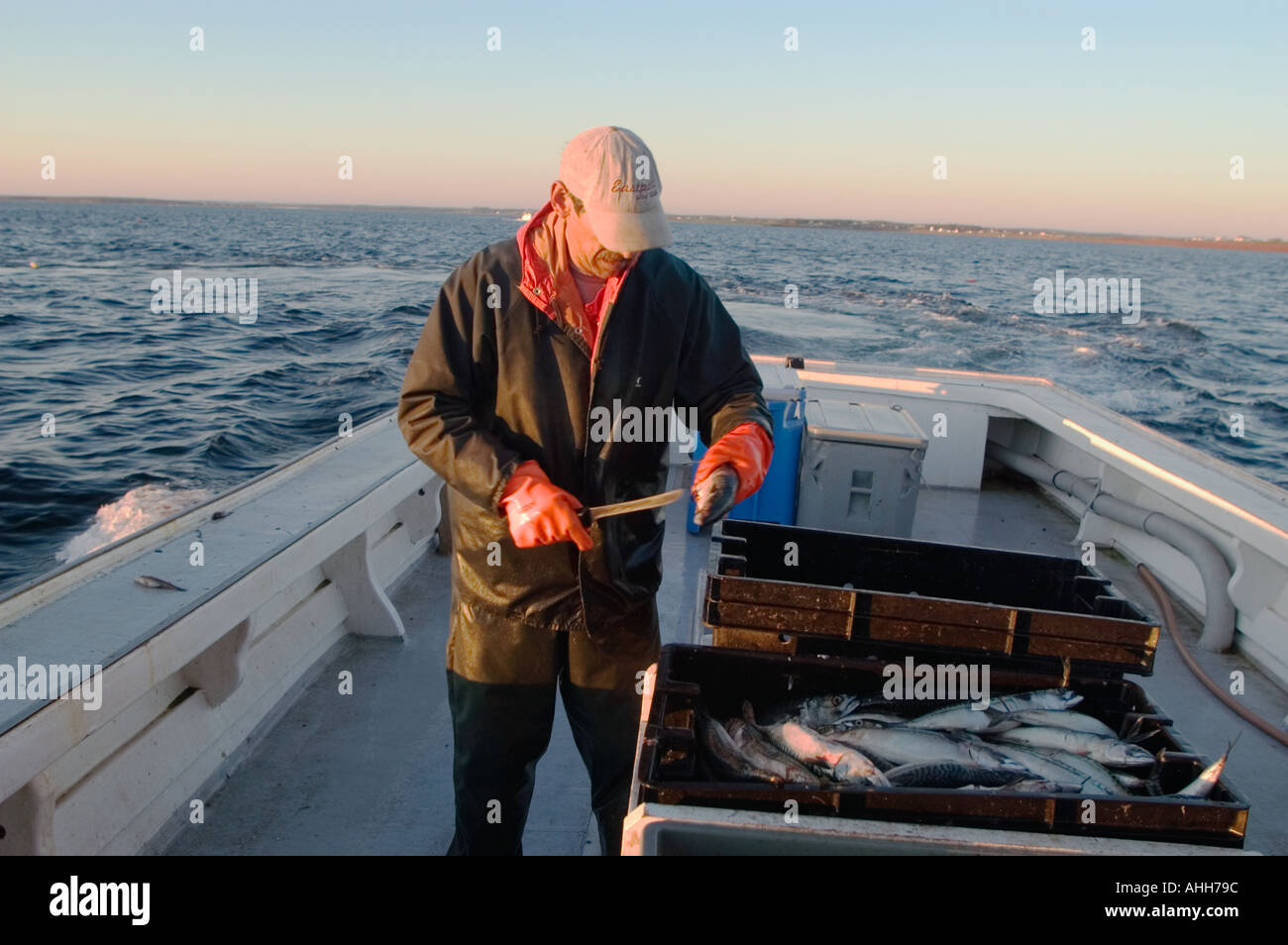 Cutting mackerel bait to put in lobster traps Canada Stock Photo