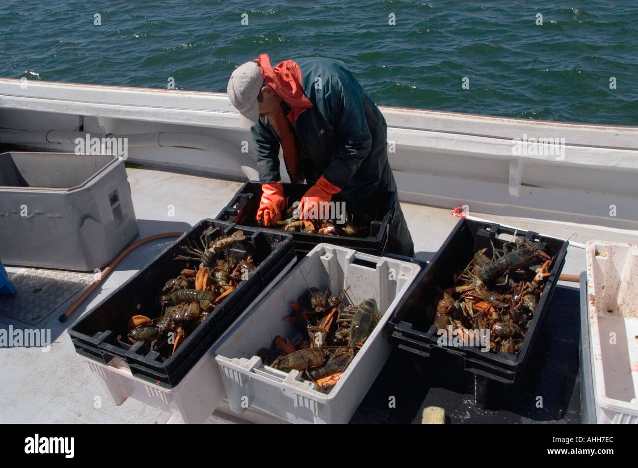 Unloading a days catch of lobsters Canada Stock Photo
