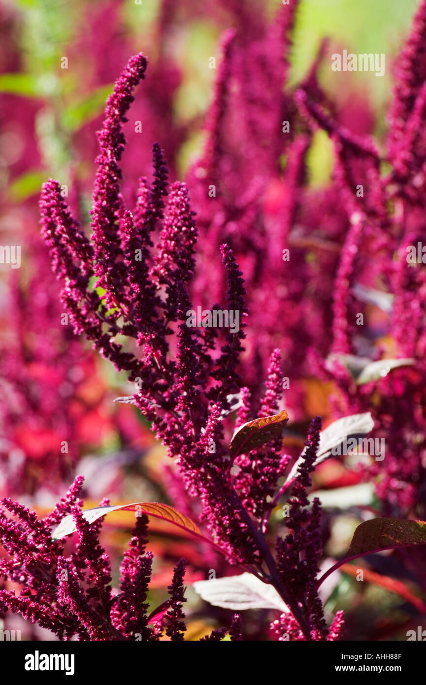 Red leaf vegetable amaranth Amaranthus tricolor The seeds and leaves are edible and the plant is used to make a flour Stock Photo