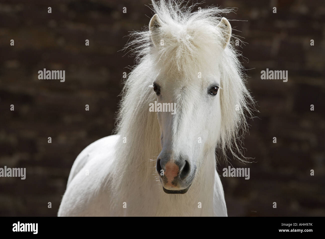 Icelandic horse - portrait Stock Photo