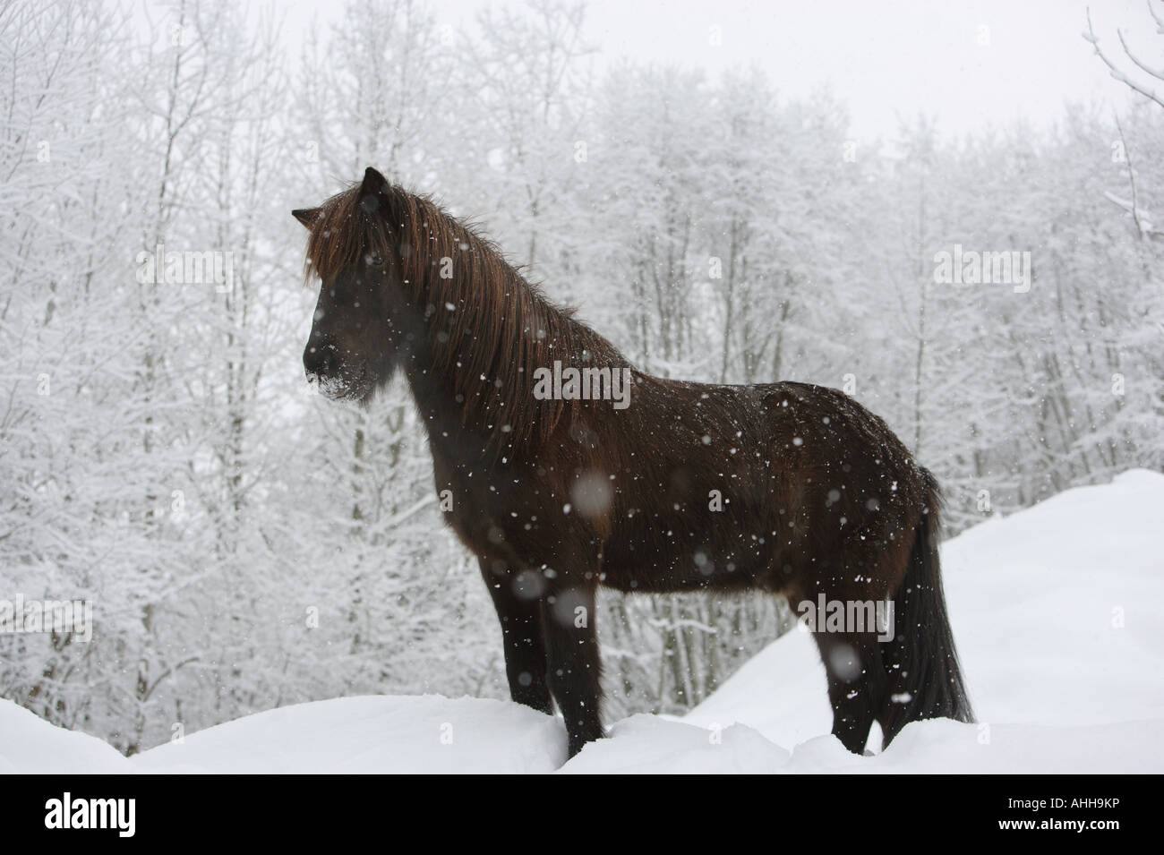 Icelandic horse - standing in snow Stock Photo