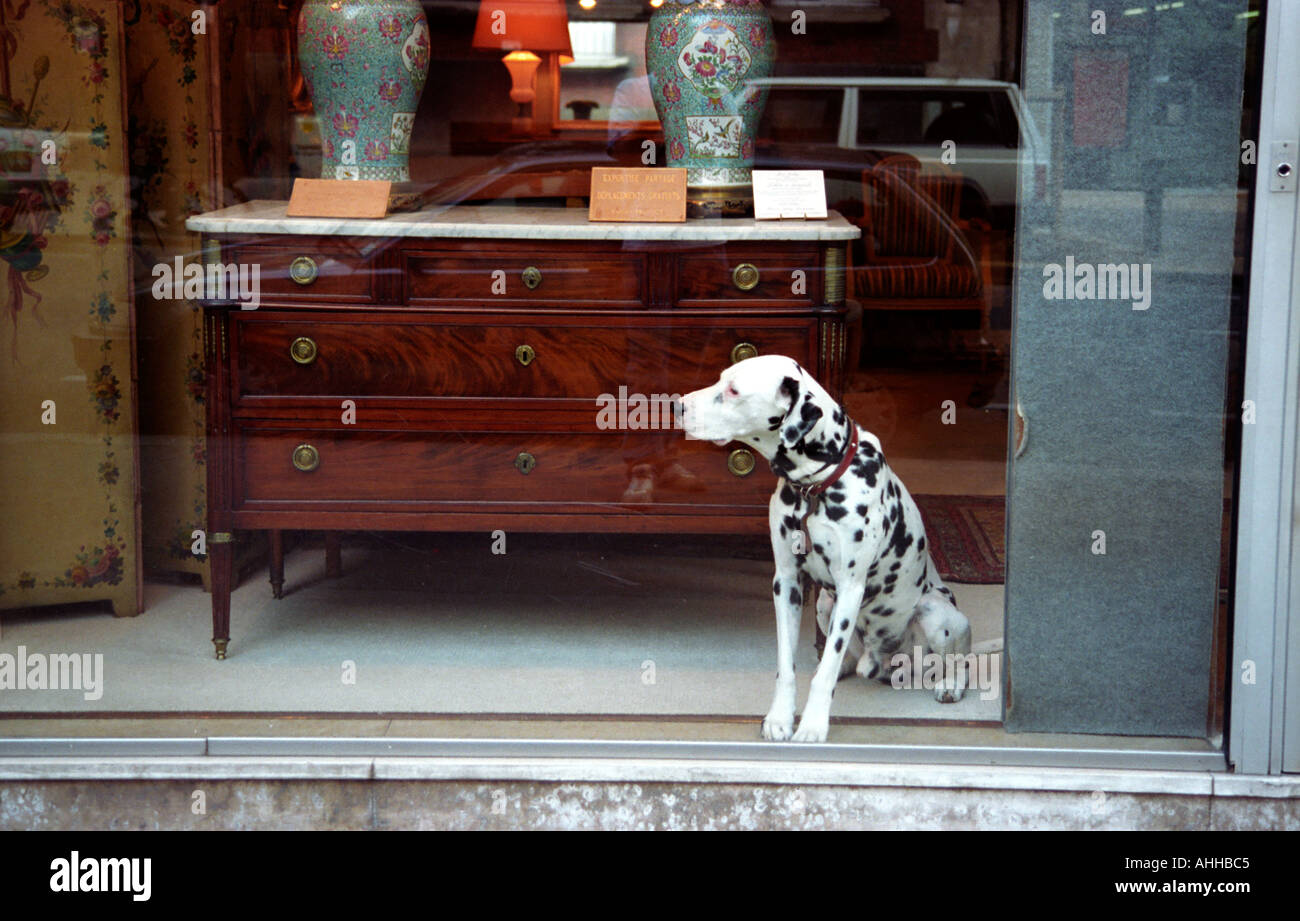 A dalmation in the window of an antiques shop in Paris France Stock Photo