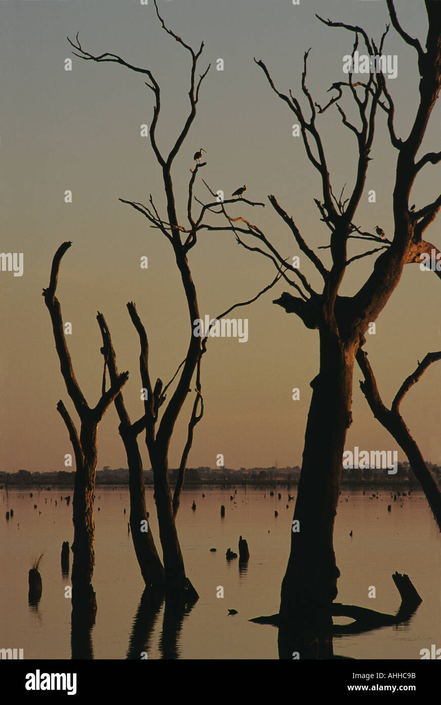 Dead trees and Ibis in flooded wetland Stock Photo