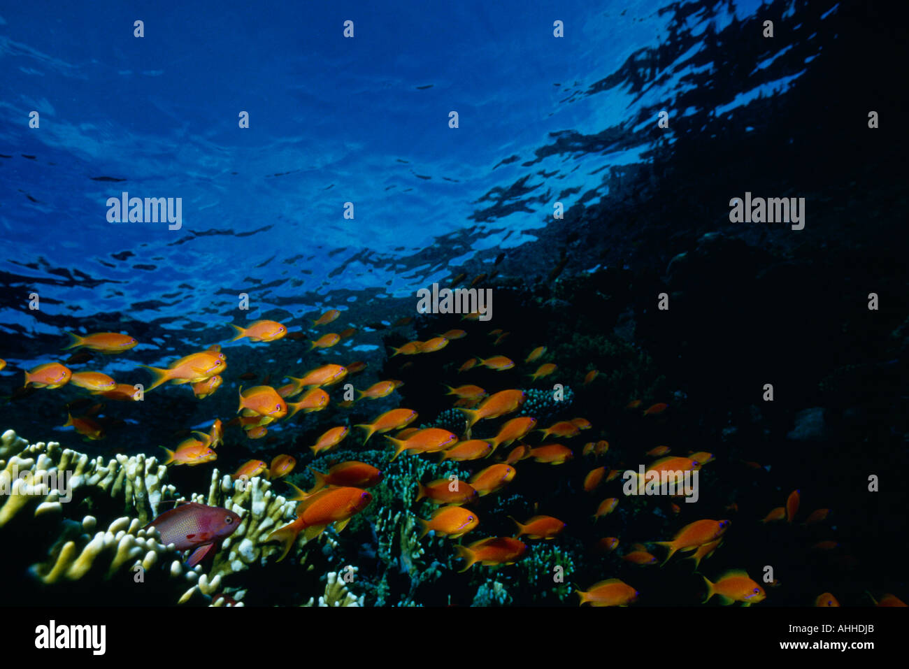 RED SEA Underwater Stock Photo - Alamy