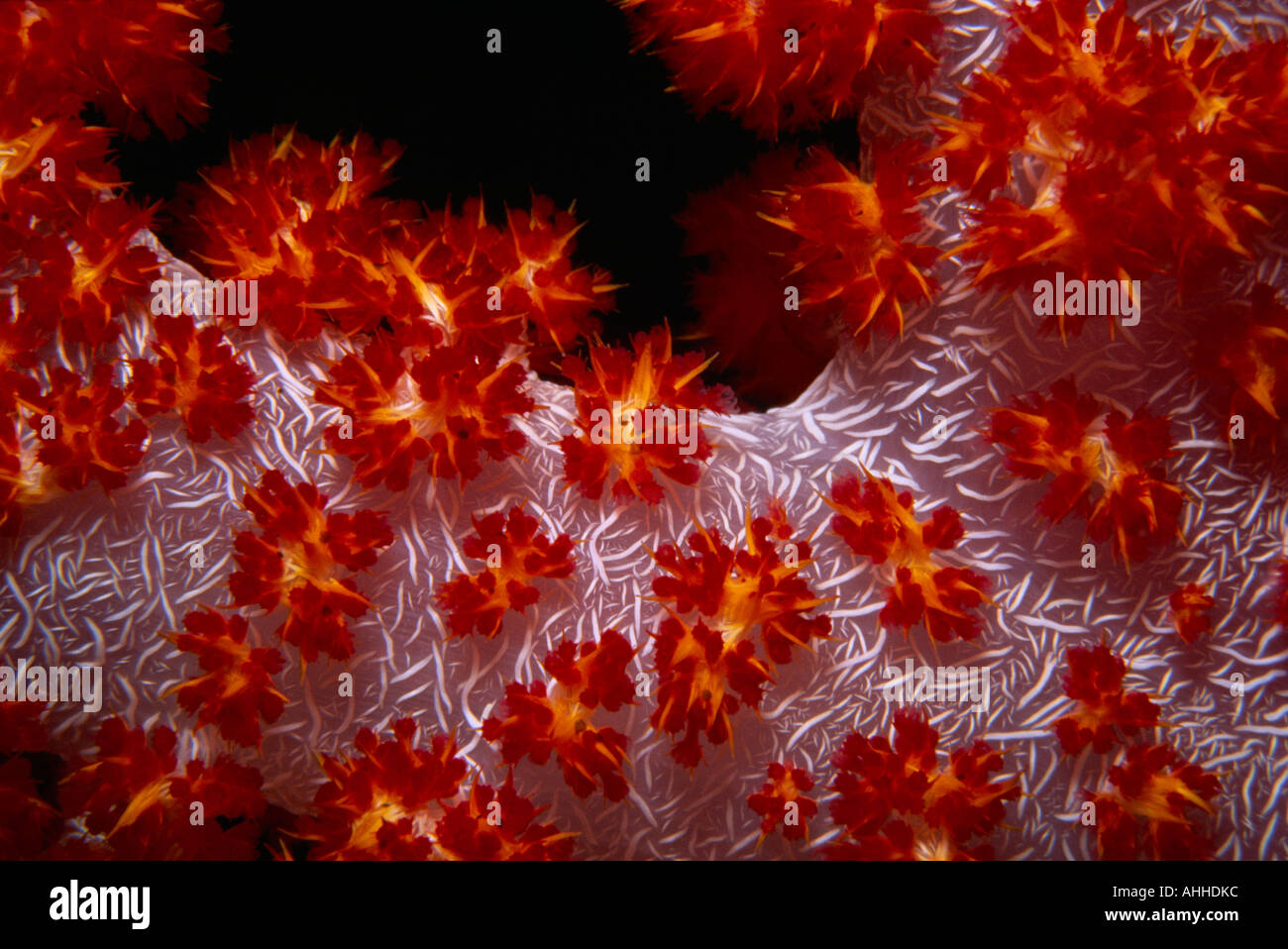 MALAYSIA Sabah Underwater Stock Photo Alamy