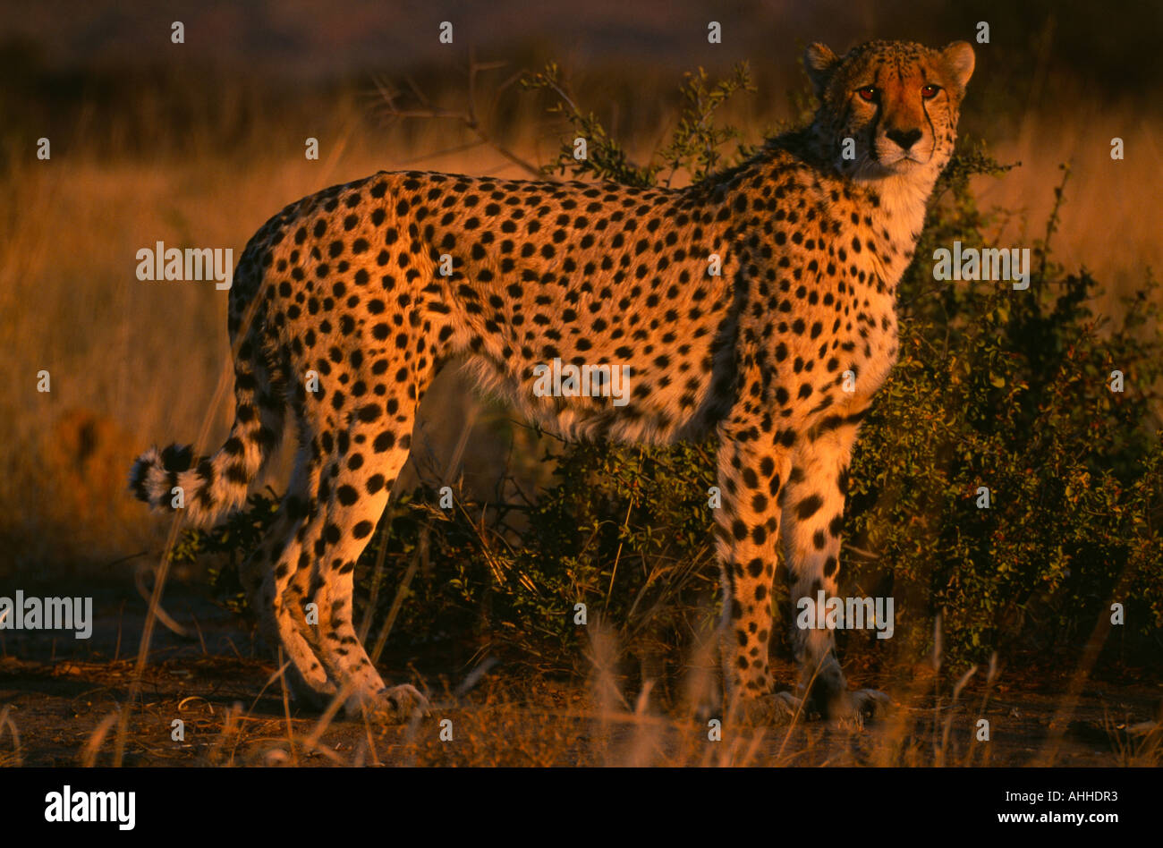 Large Rarge Cheetah ANIMALS Big Cats Cheetah Stock Photo - Alamy
