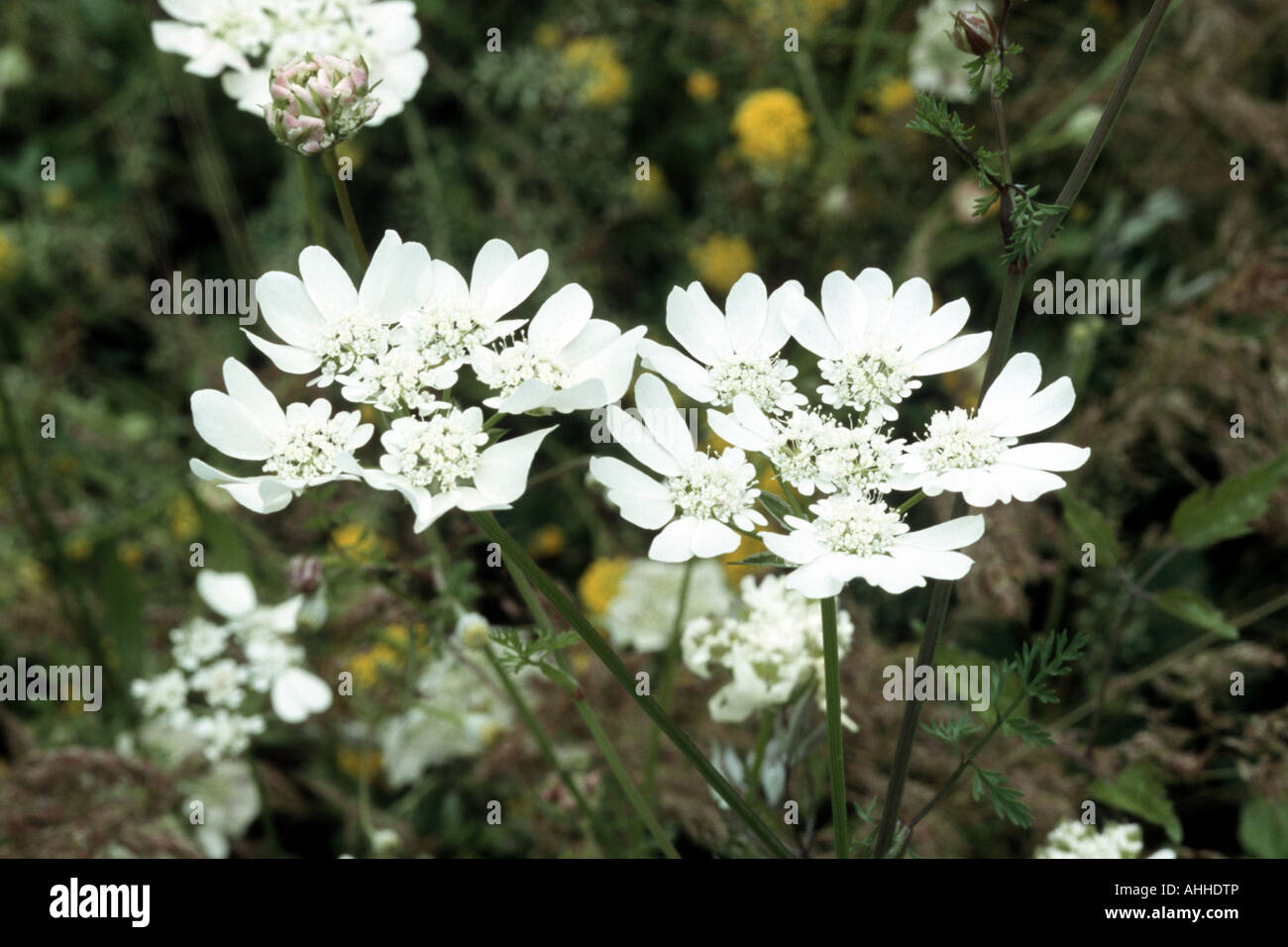 orlaya (Orlaya grandiflora), inflorescences, Greece Stock Photo