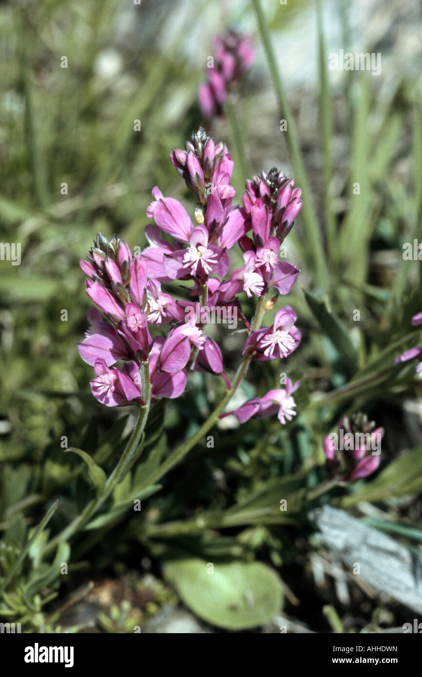 milkwort (Polygala nicaeensis), blooming, Greece, Peloponnes Stock Photo