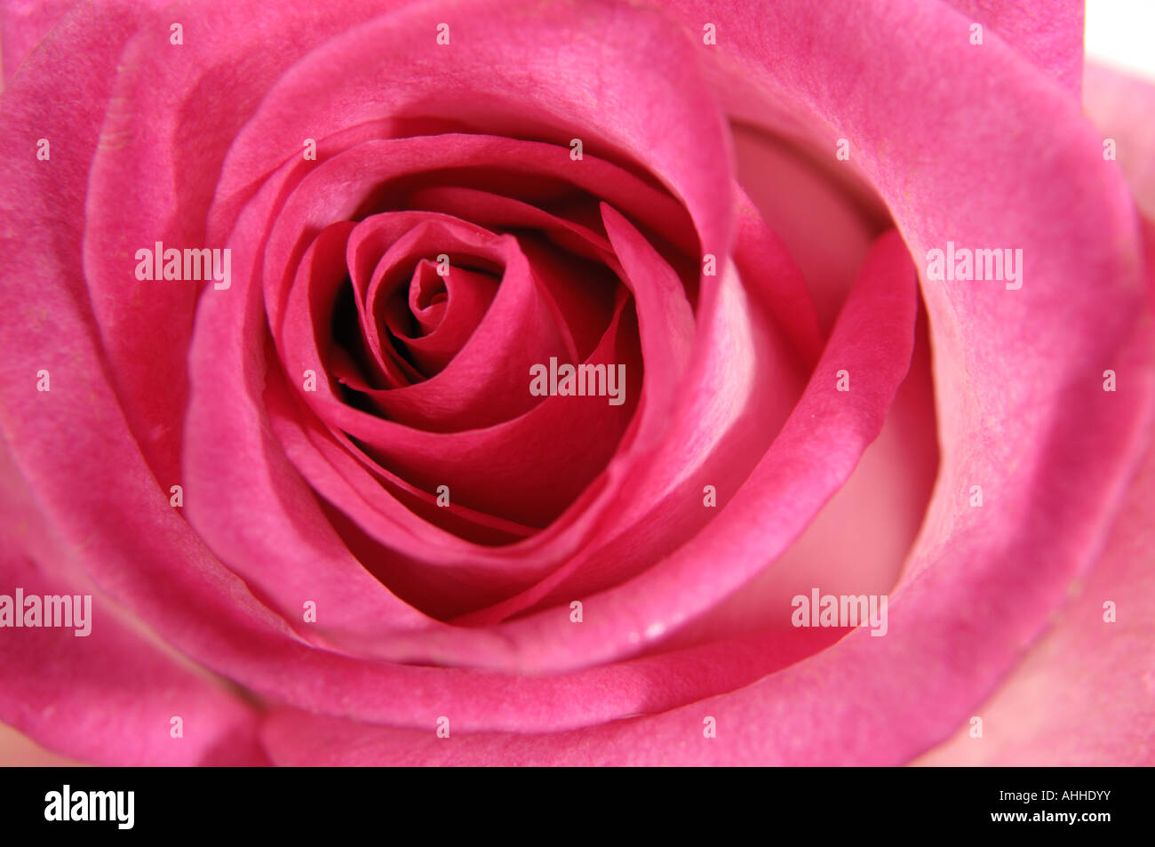 Pink rose closeup Stock Photo
