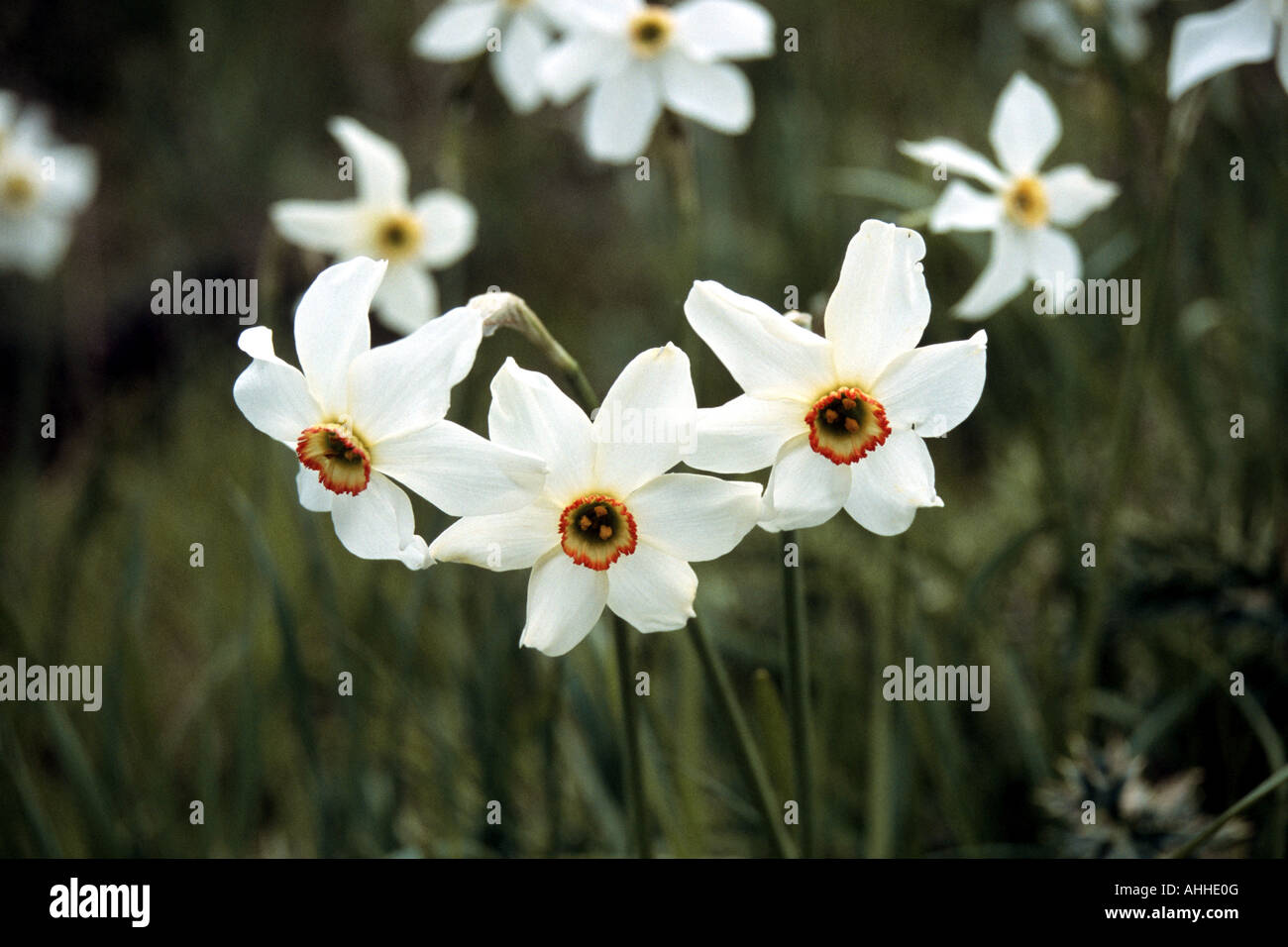 pheasant's-eye daffodil, pheasant's-eye narcissus, poet's narcissus (Narcissus poeticus ssp. radiiflorus), blooming, Greece, Cr Stock Photo
