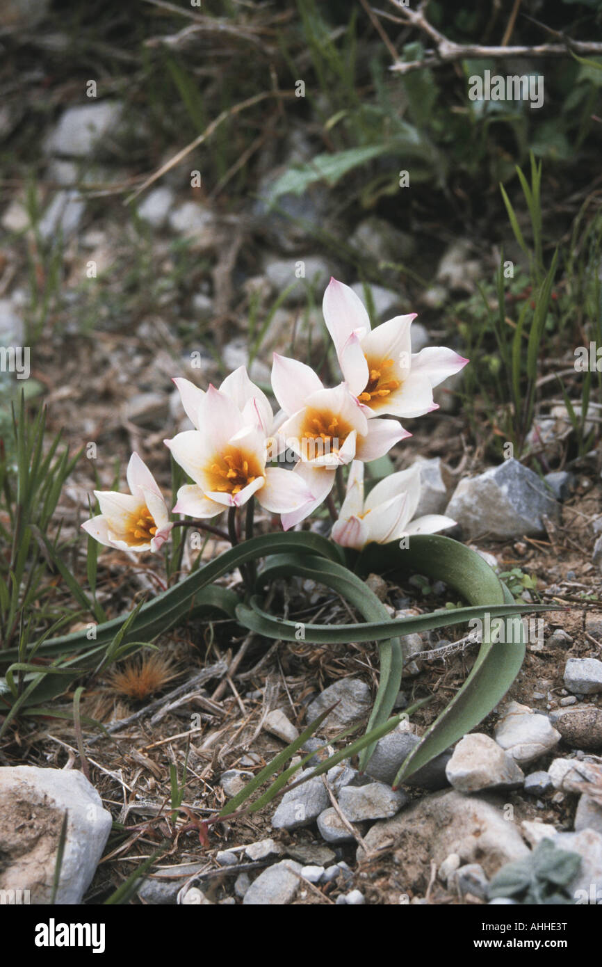 Cretan tulip (Tulipa cretica), blooming, Greece, Creta Stock Photo