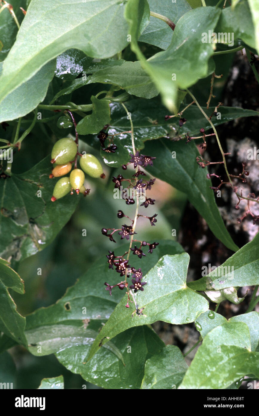 edible bryony (Tamus edulis), plant with blossoms and fruits, Canary, Tenerife Stock Photo