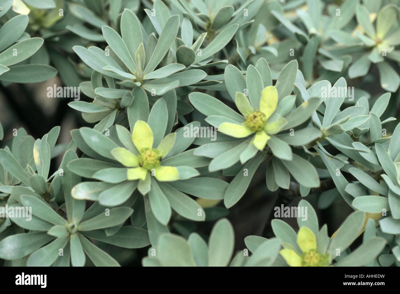 spurge (Euphorbia balsamifera), plant with coloured bract and blossoms ...