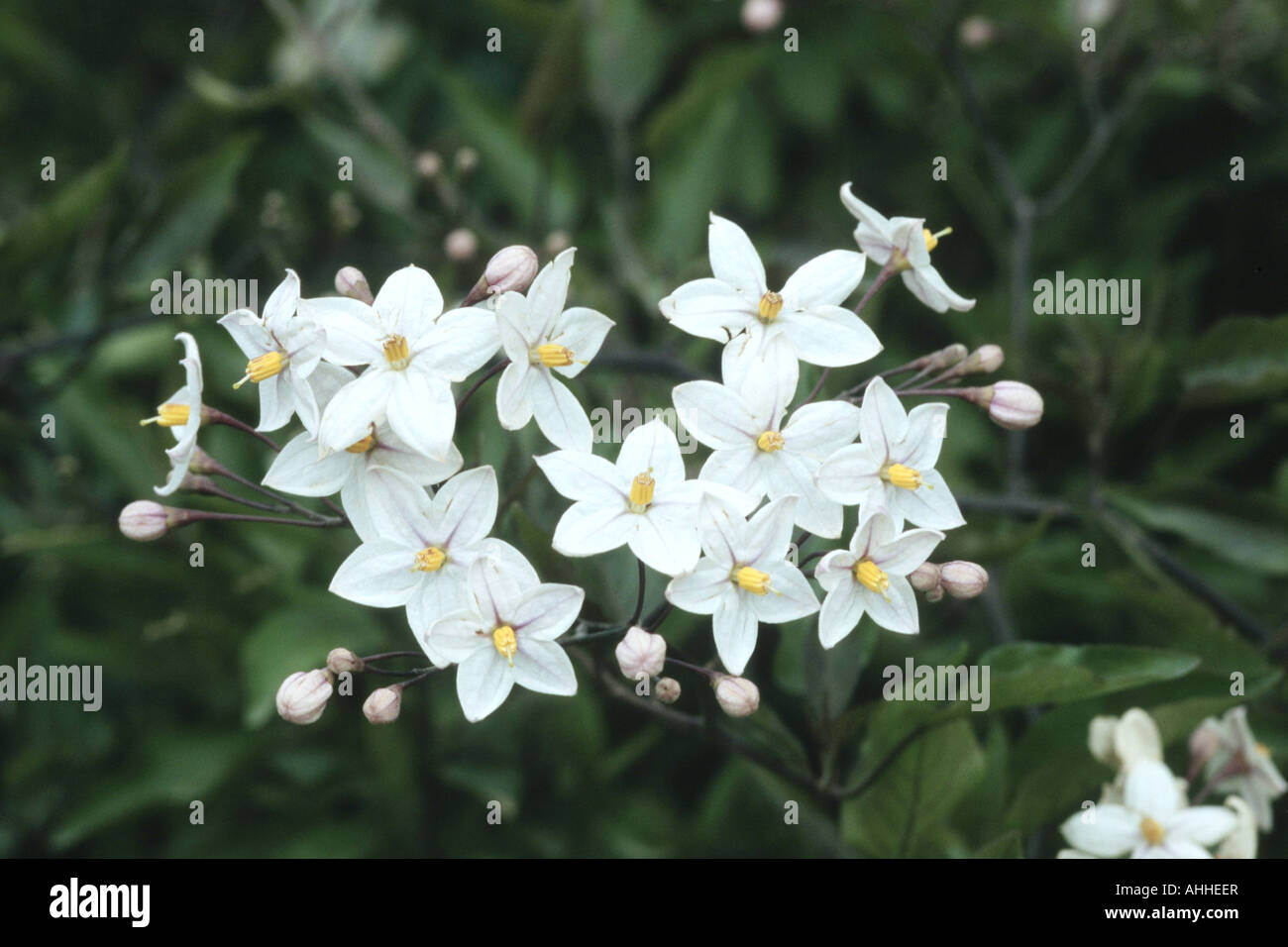 Potato Vine (Solanum jasminoides), flowers Stock Photo