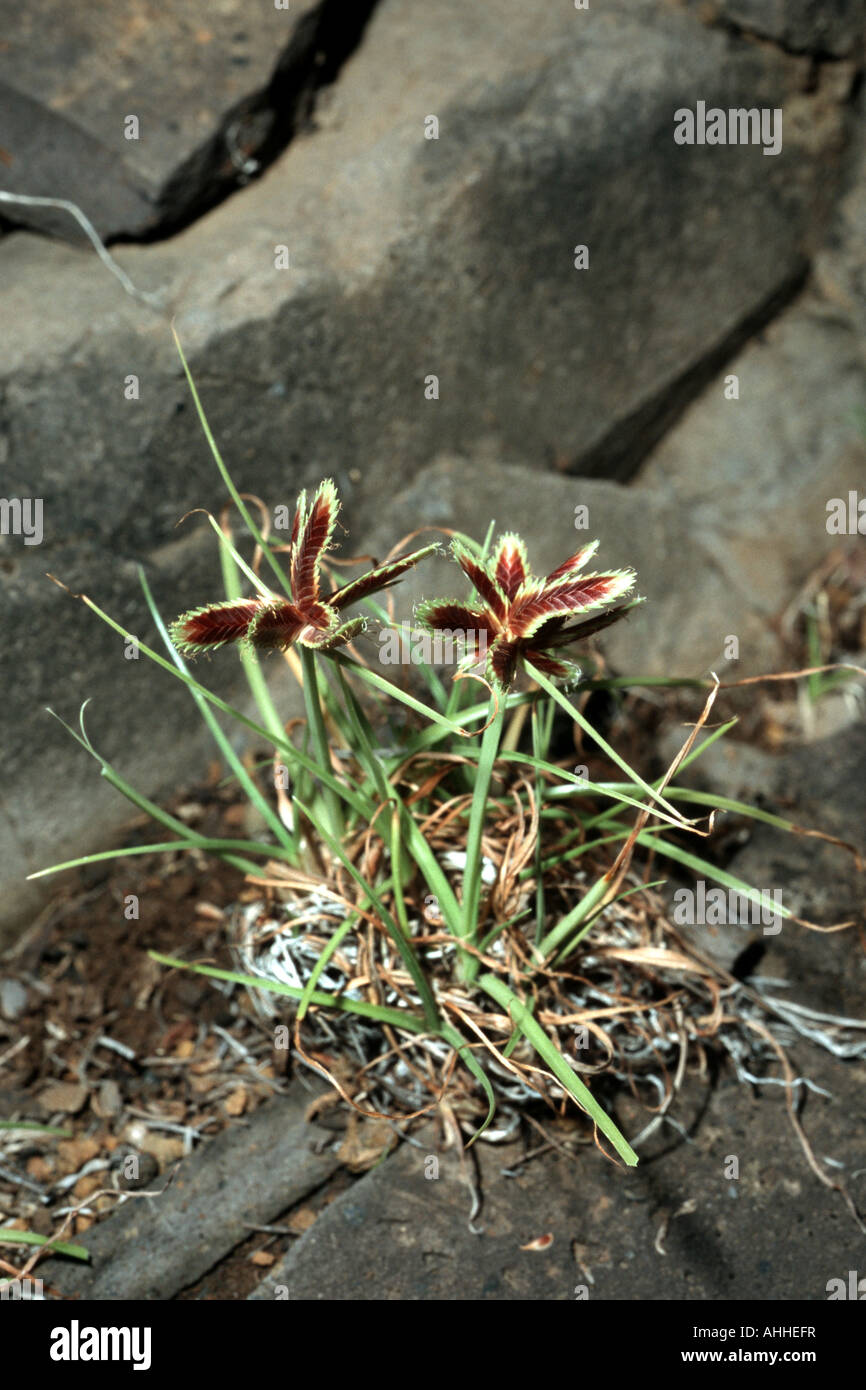 tenerife sedge (Cyperus teneriffae), blooming plant between rocks, Canary, Tenerife Stock Photo