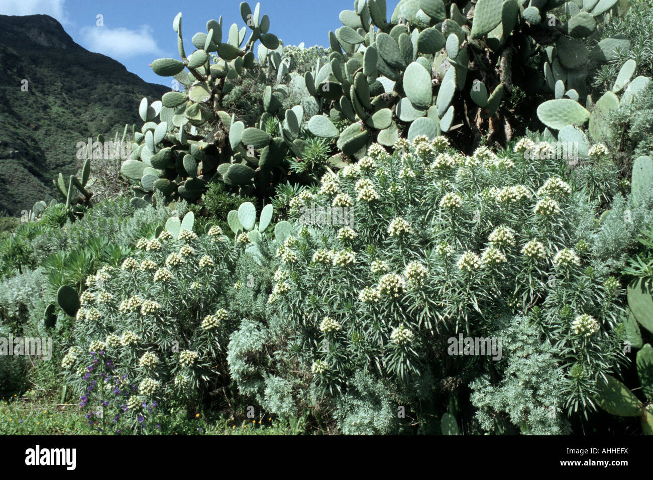 bugloss, vipers bugloss (Echium leucophaeum), blooming plants between fig-cacti, Canary, Tenerife Stock Photo