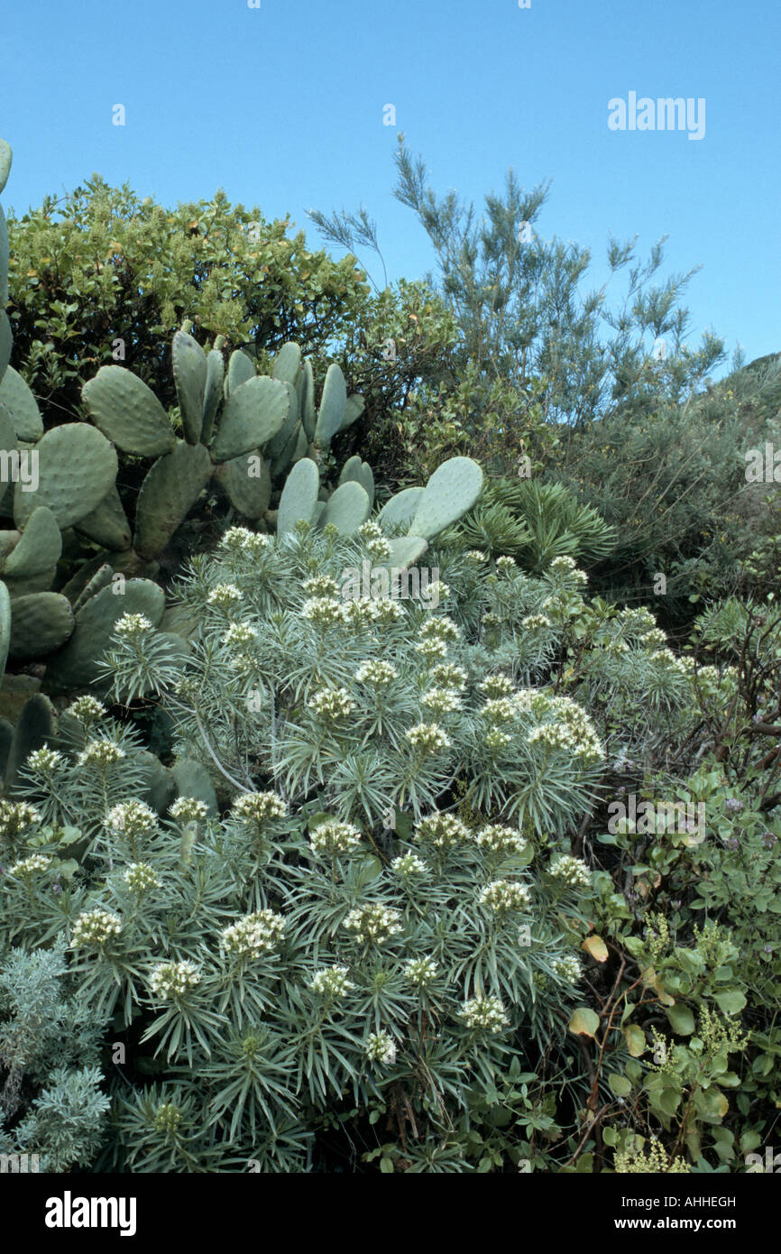 bugloss, vipers bugloss (Echium leucophaeum), blooming plants between fig-cacti, Canary, Tenerife Stock Photo