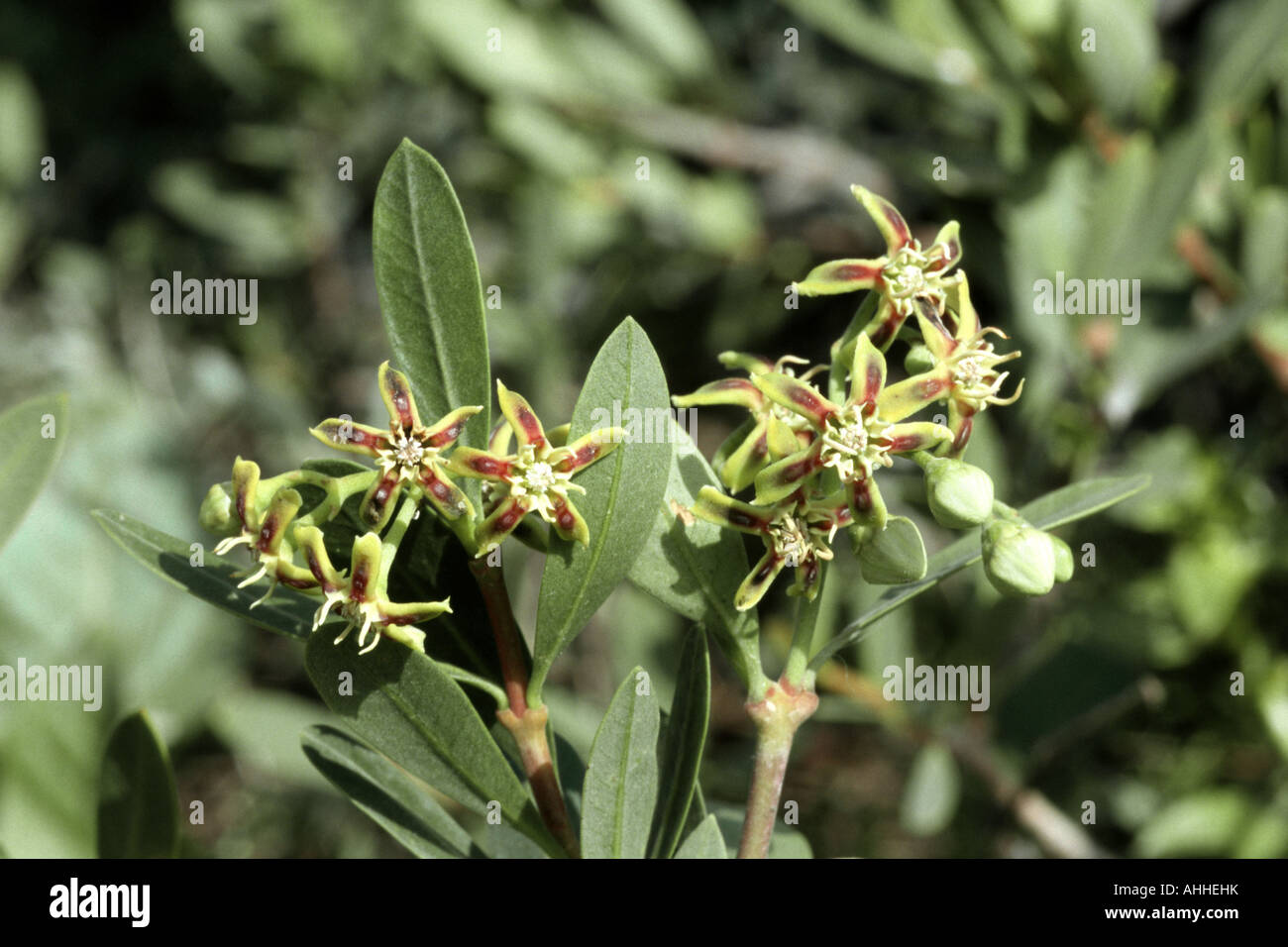 cornical (Periploca laevigata), twig with blossoms and flower buds, Canary, Tenerife Stock Photo