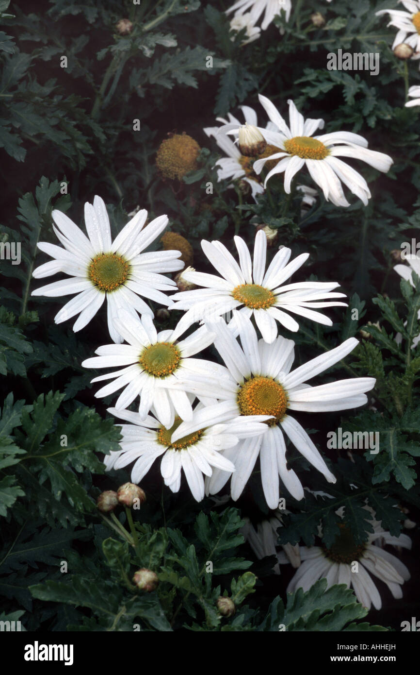 Dill daisies hires stock photography and images Alamy