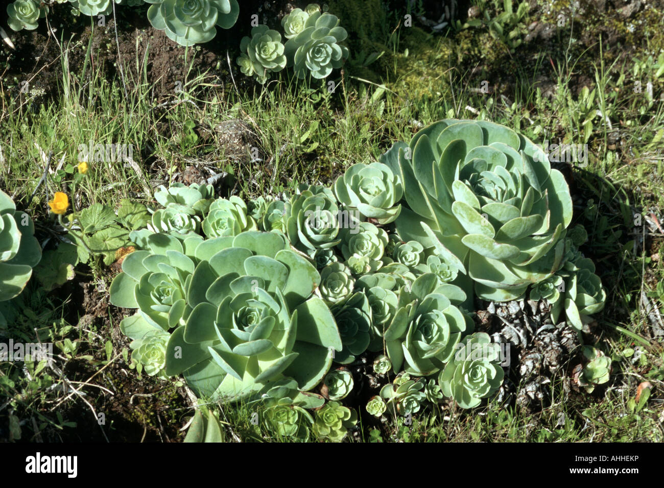 canary aeonium (Aeonium canariense), view of the leaves, Canary, Tenerife Stock Photo