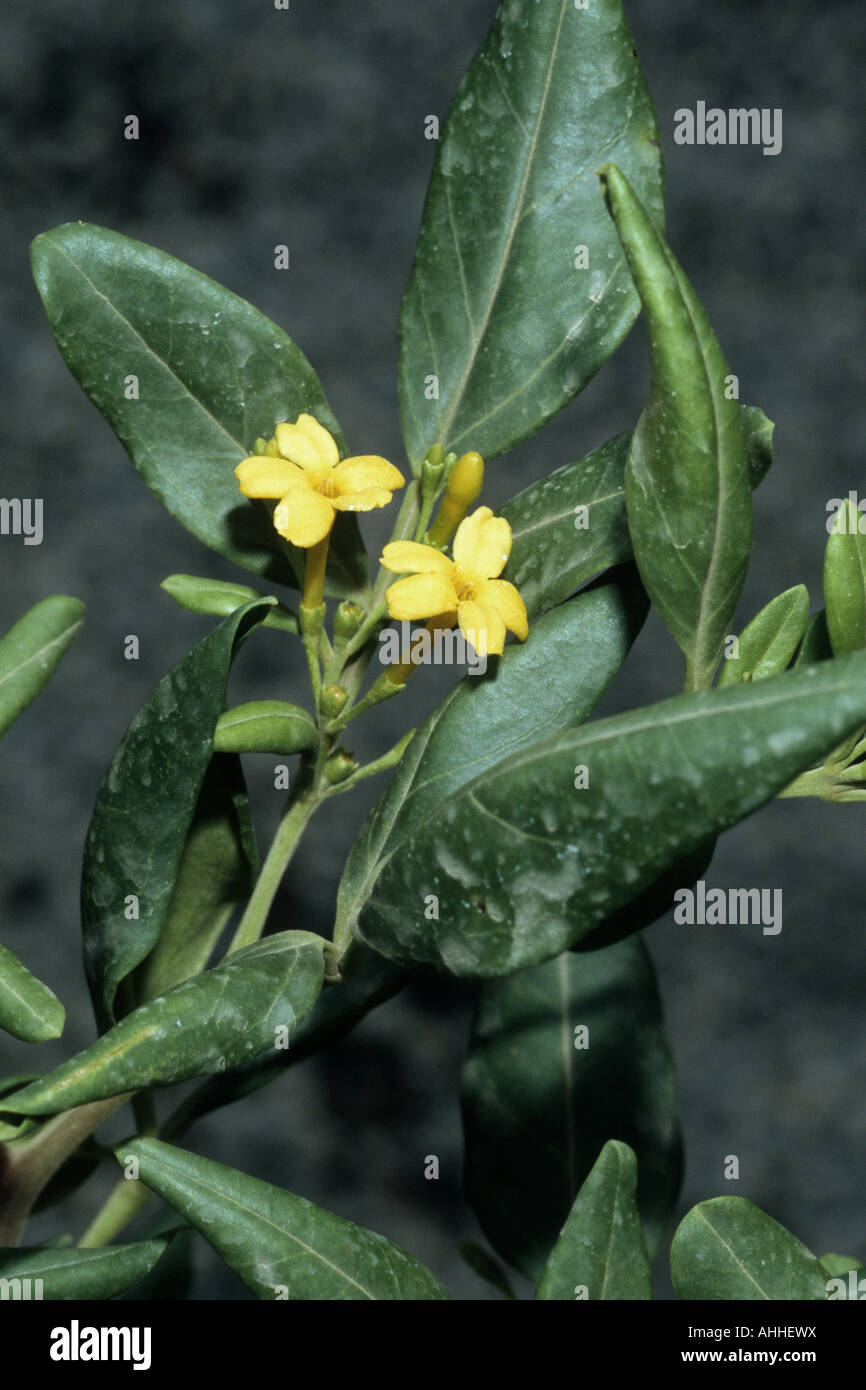 true yellow jasmine (Jasminum odoratissimum), twig with blossoms, Canary, Tenerife Stock Photo