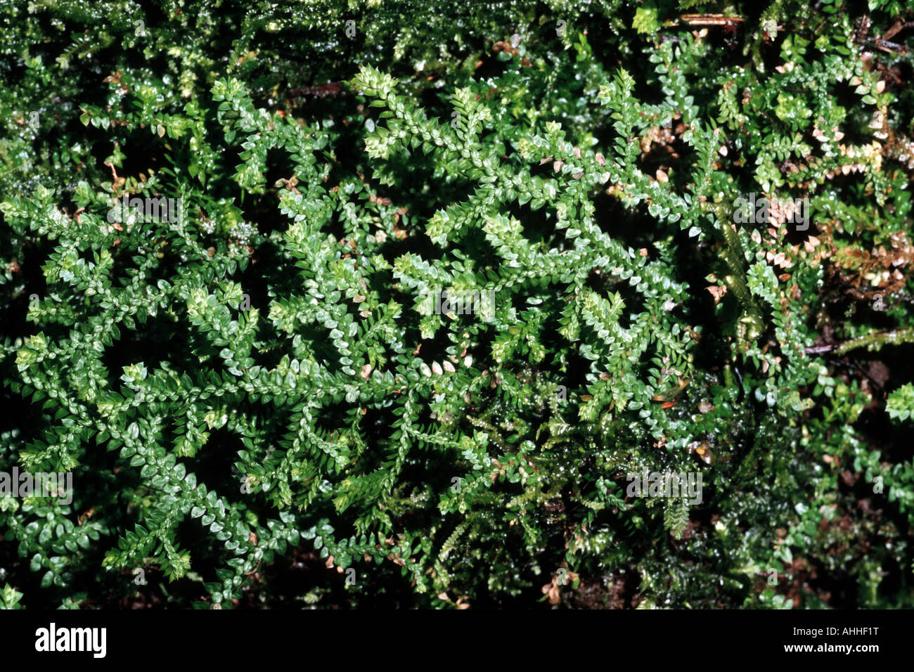 Toothed Clubmoss, Clubmoss, Denticulate selaginella, Denticulate spikemoss (Selaginella denticulata), creeping plants on the fo Stock Photo