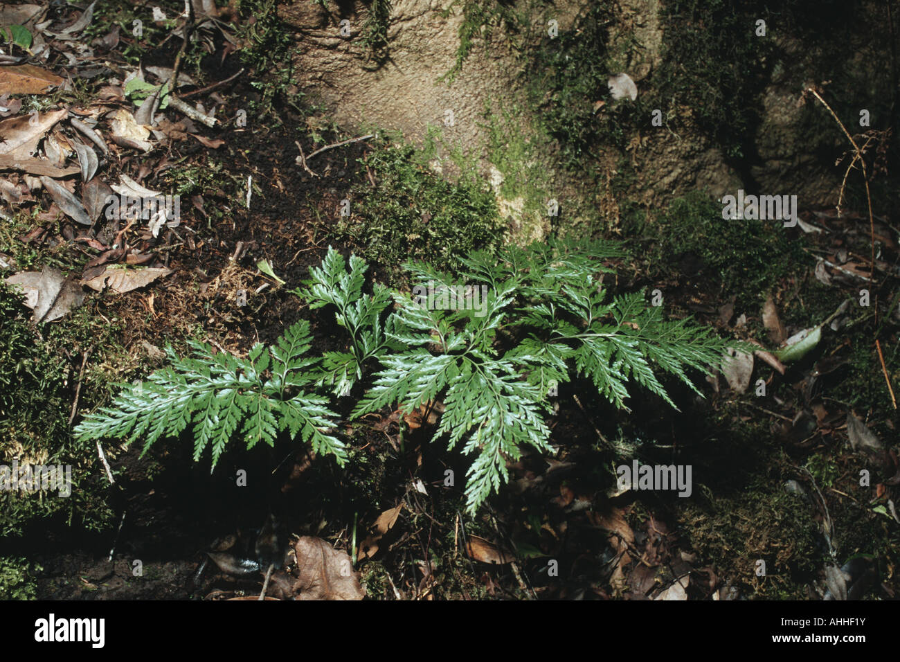 spleenwort (Asplenium onopteris), single plant on the forest ground, Canary, Tenerife Stock Photo