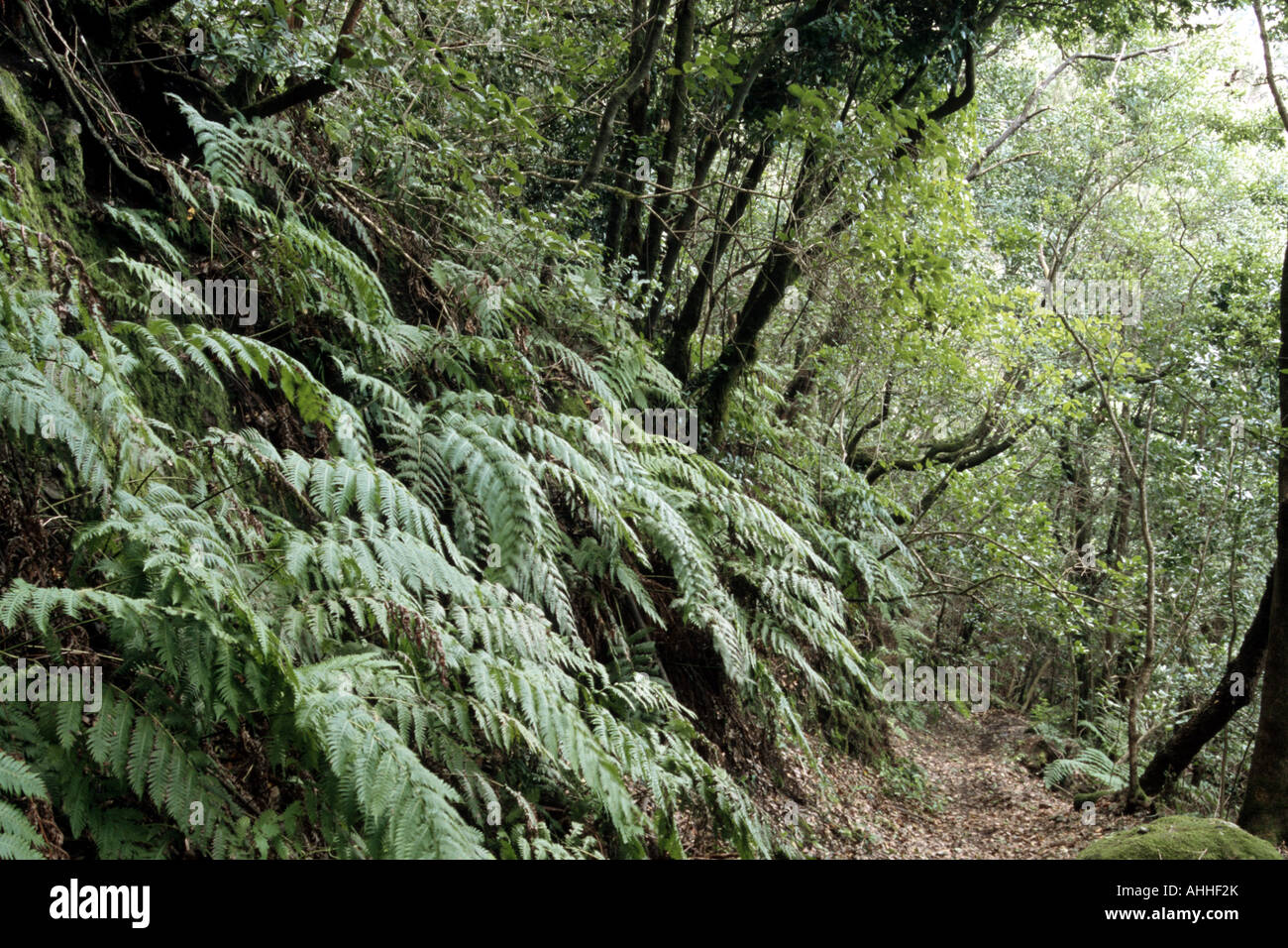 chain fern (Woodwardia radicans), fronds besides a forest path, Canary, Tenerife Stock Photo