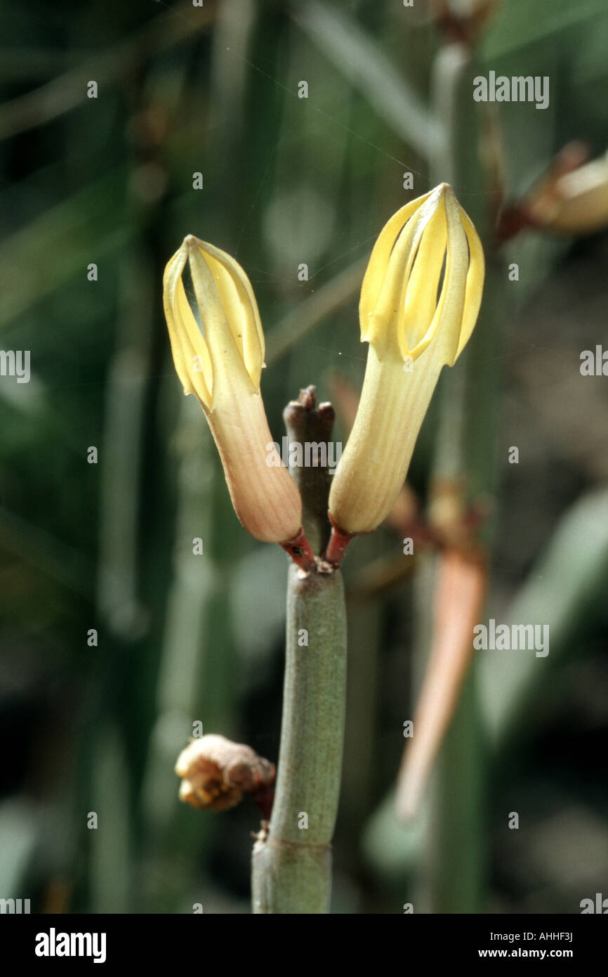 needle vine (Ceropegia dichotoma), detail of the blossoms, Canary, Tenerife Stock Photo
