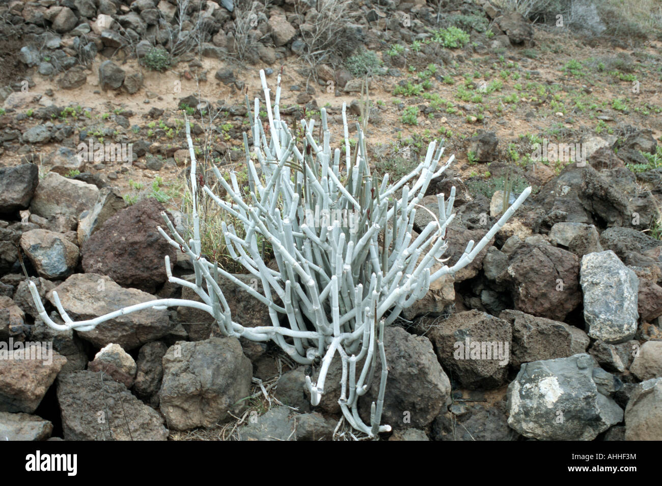 Vines Inbetween Rocks needle vine (Ceropegia fusca), single plant between rocks, Canary ...