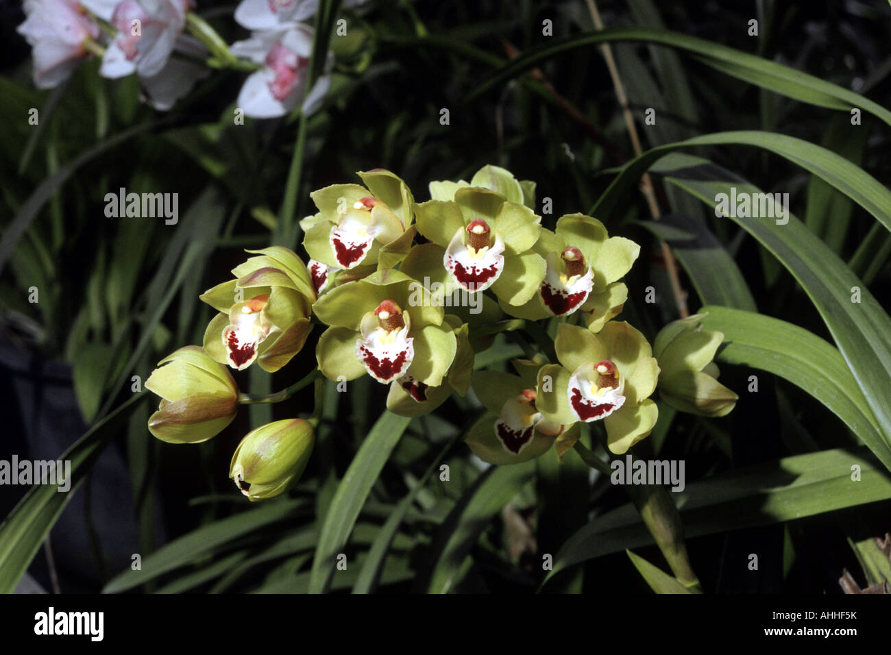 cymbidium orchid, hybrid (Cymbidium-Hybride), blooming Stock Photo