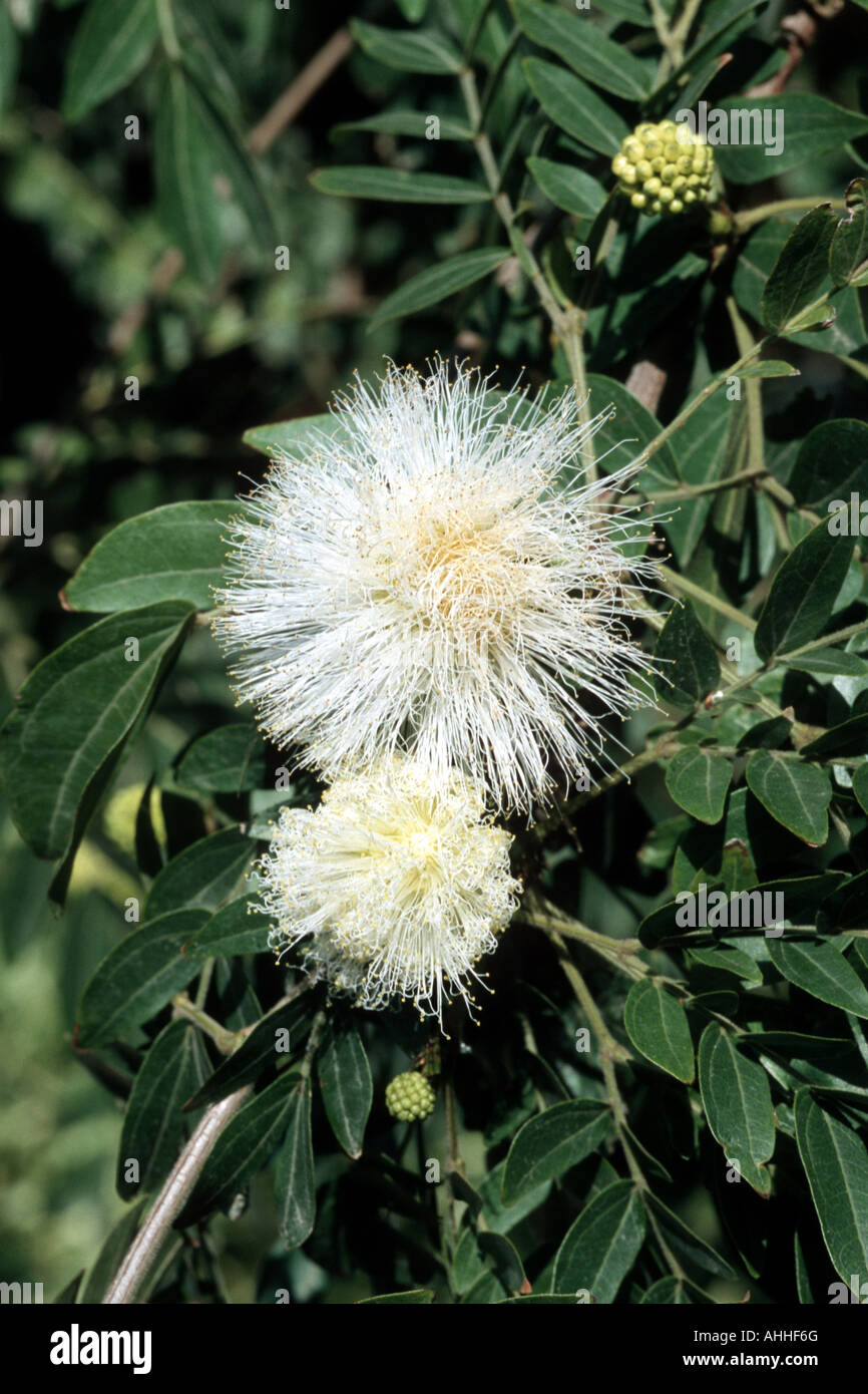 Calliandra haematocephala var.alba (Calliandra haematocephala var.alba), blooming Stock Photo