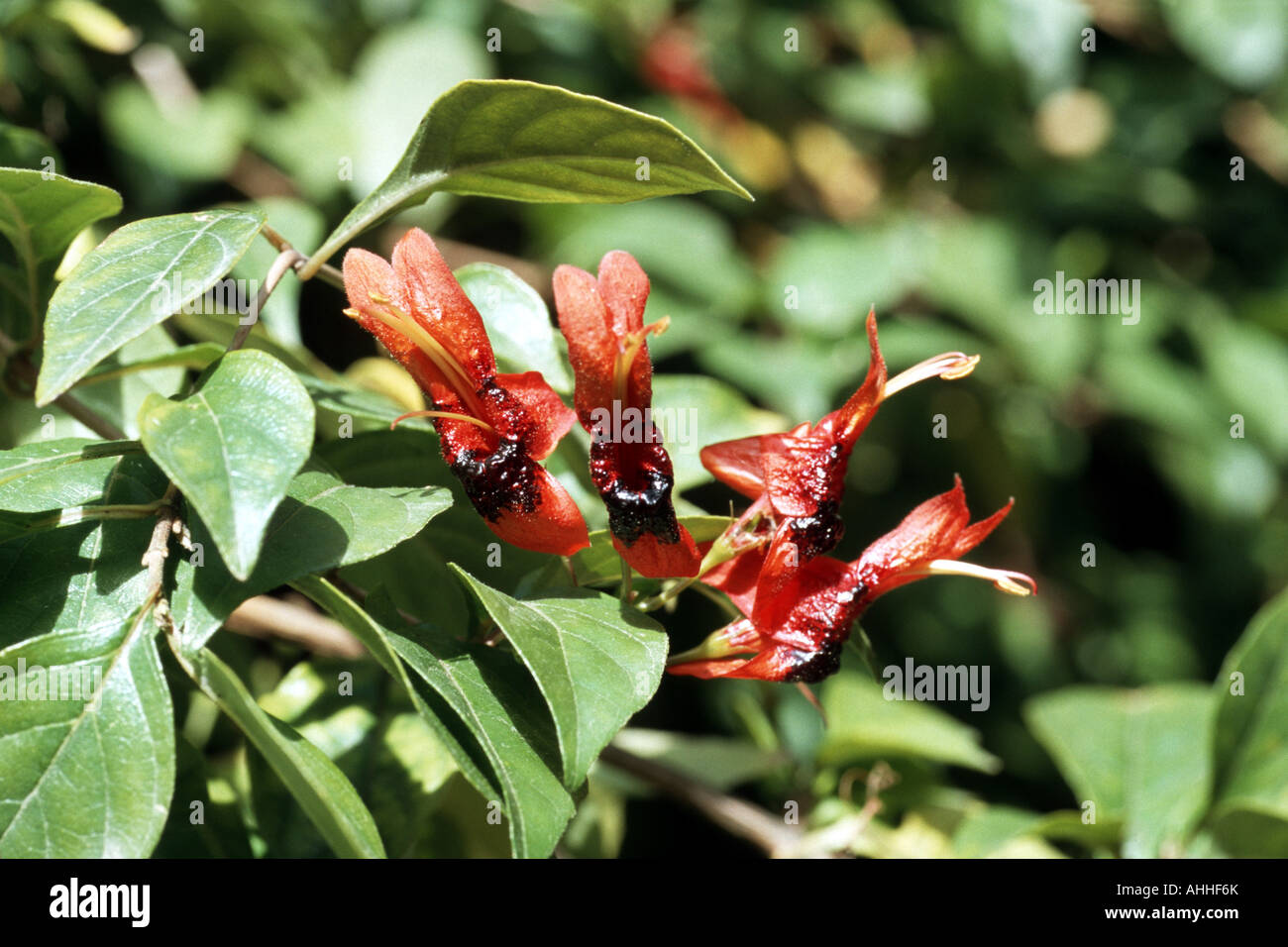 Ruttya fruticosa (Ruttya fruticosa), blooming Stock Photo