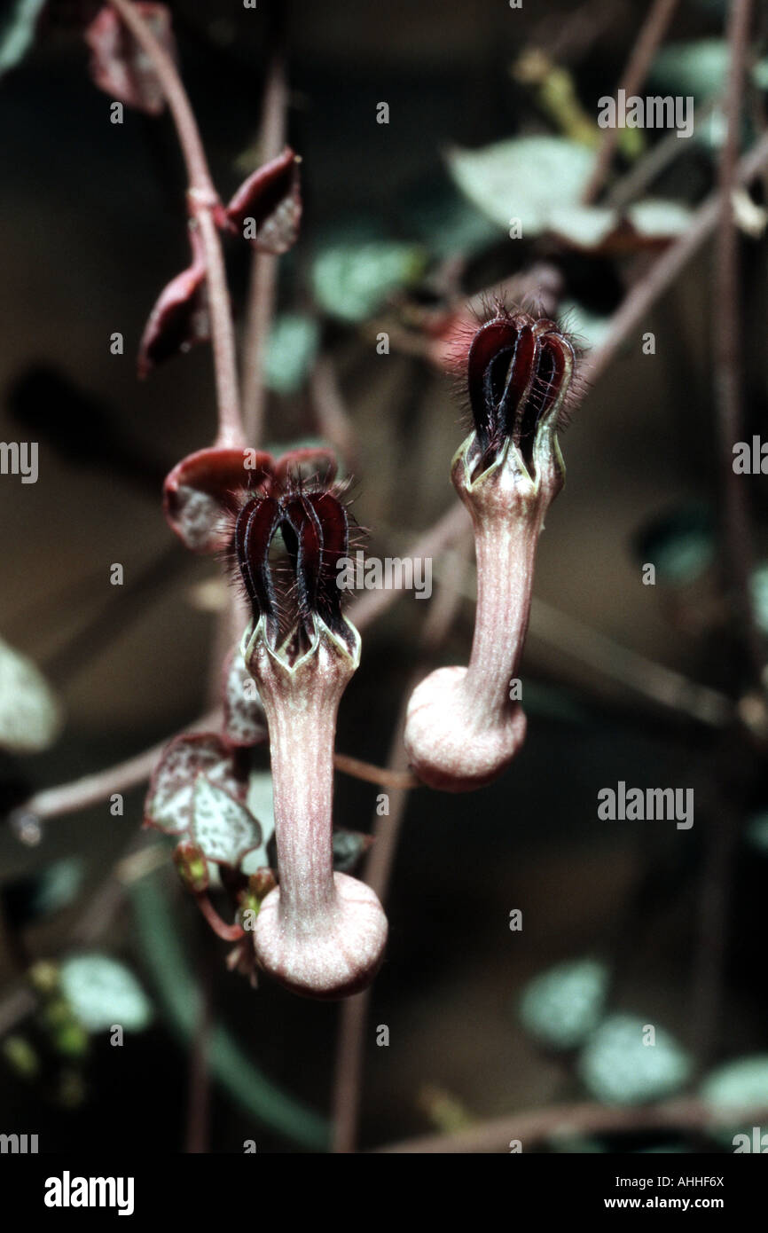 String of Hearts, Rosary Vine (Ceropegia woodii, Ceropegia linearis ssp. woodii), flowers Stock Photo