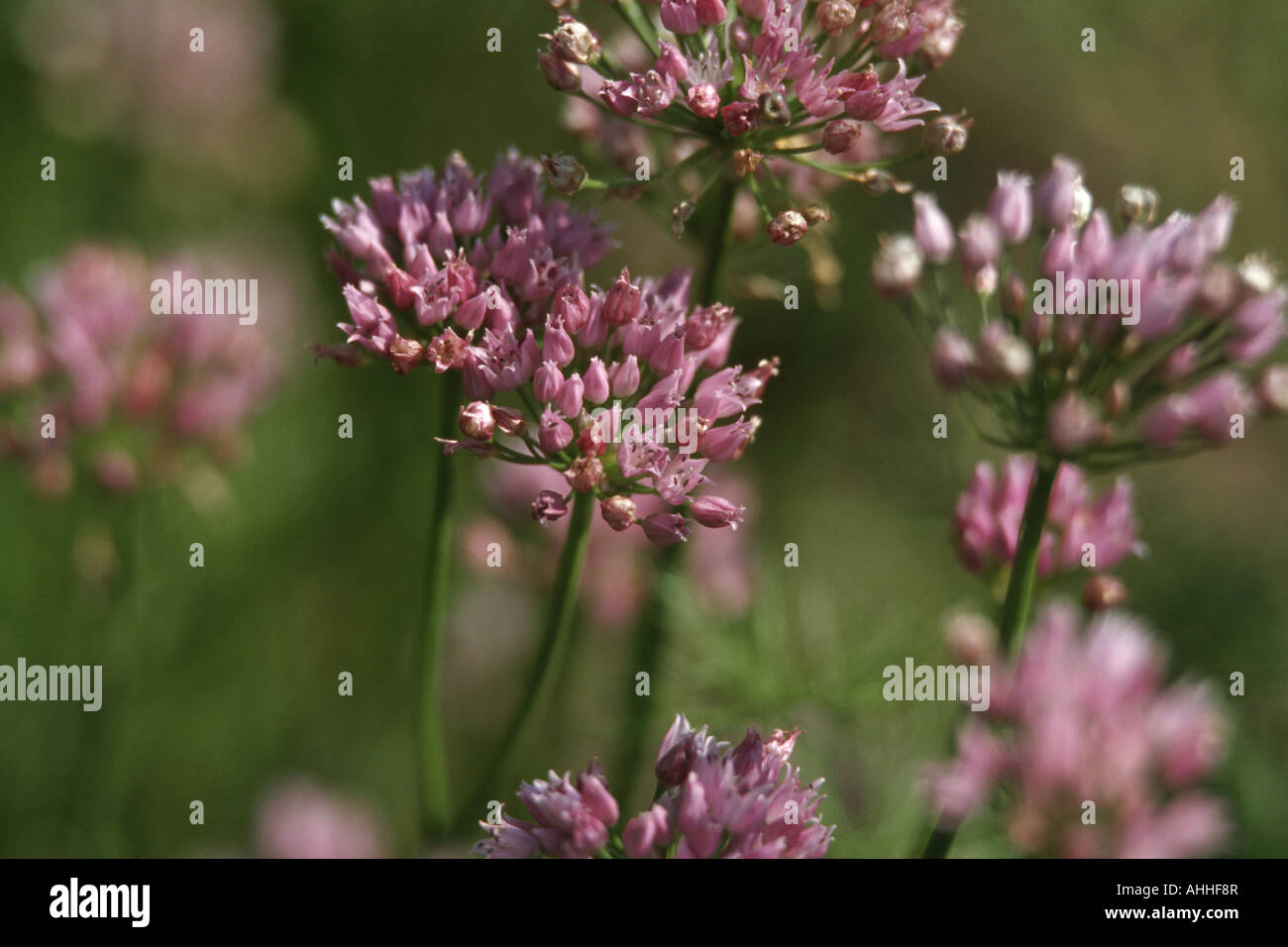 Mouse garlic (Allium angulosum), inflorescences Stock Photo Alamy