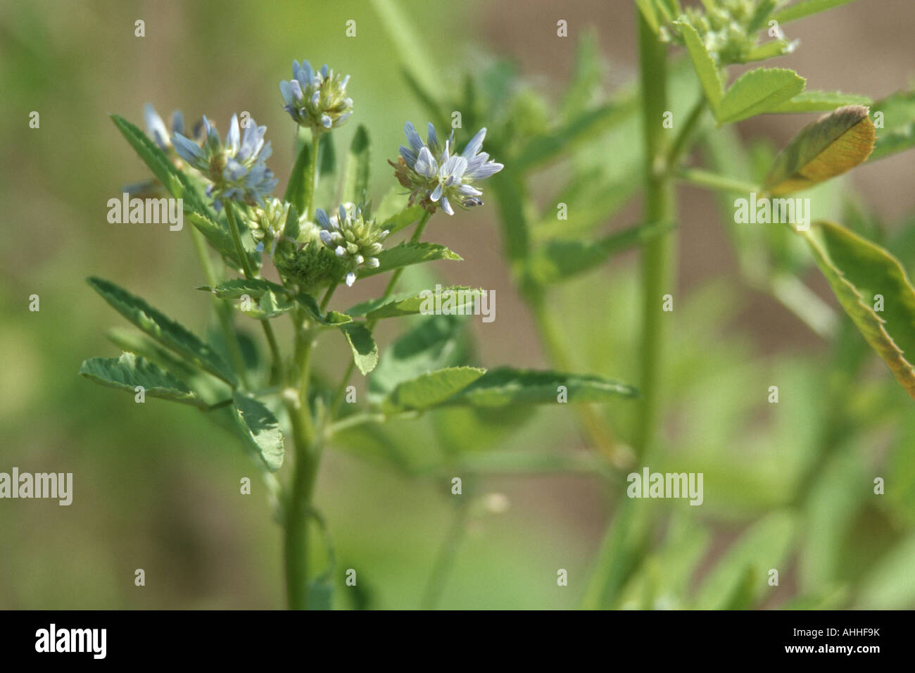 blue fenugreek (Trigonella caerulea), blooming, spice for Ziger cheese
