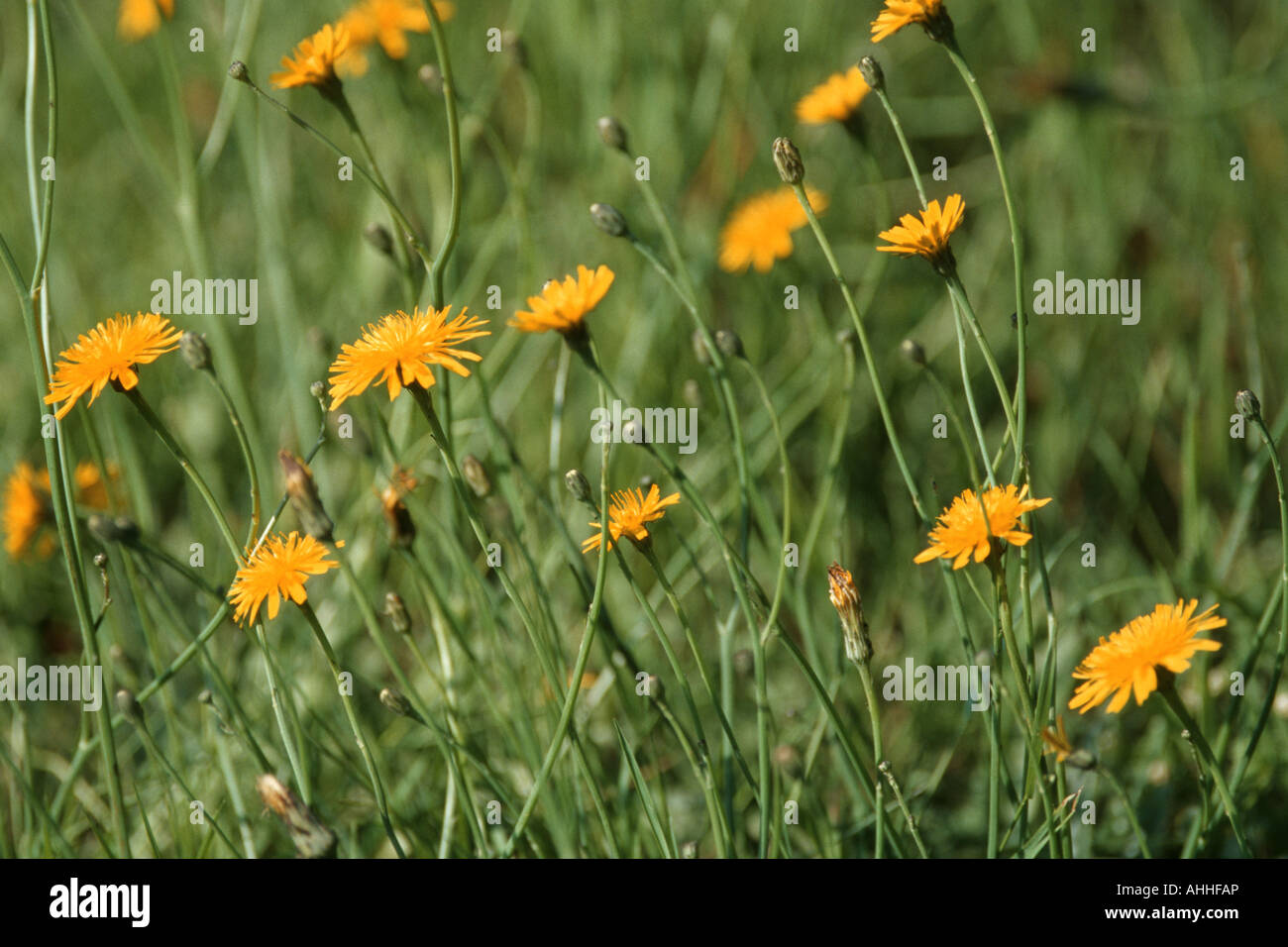 cat's ear, spotted cat's ear, gosmore, hairy cat's ear, spotted cat's